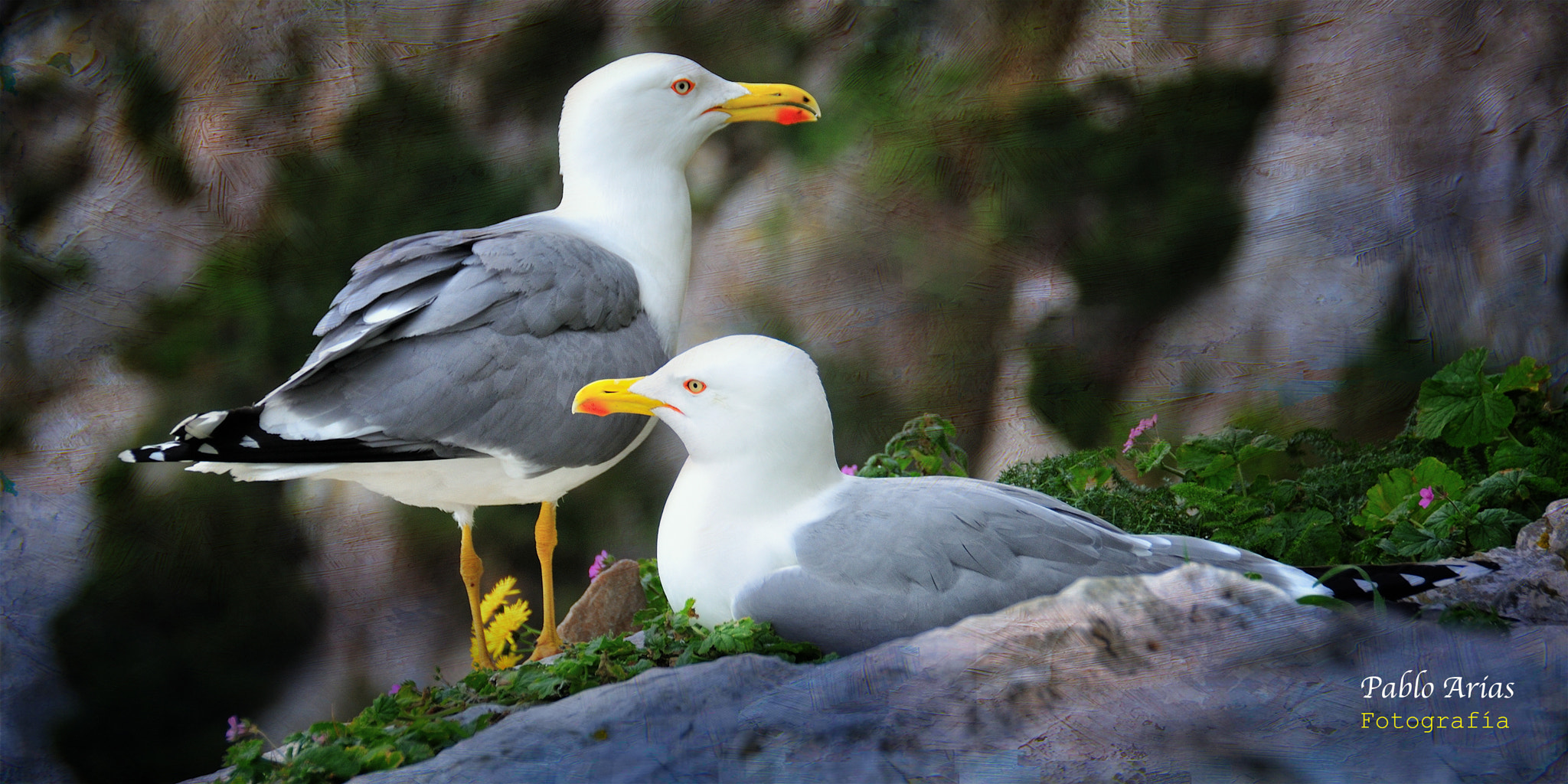 Nikon D300 sample photo. Pareja de gaviotas photography