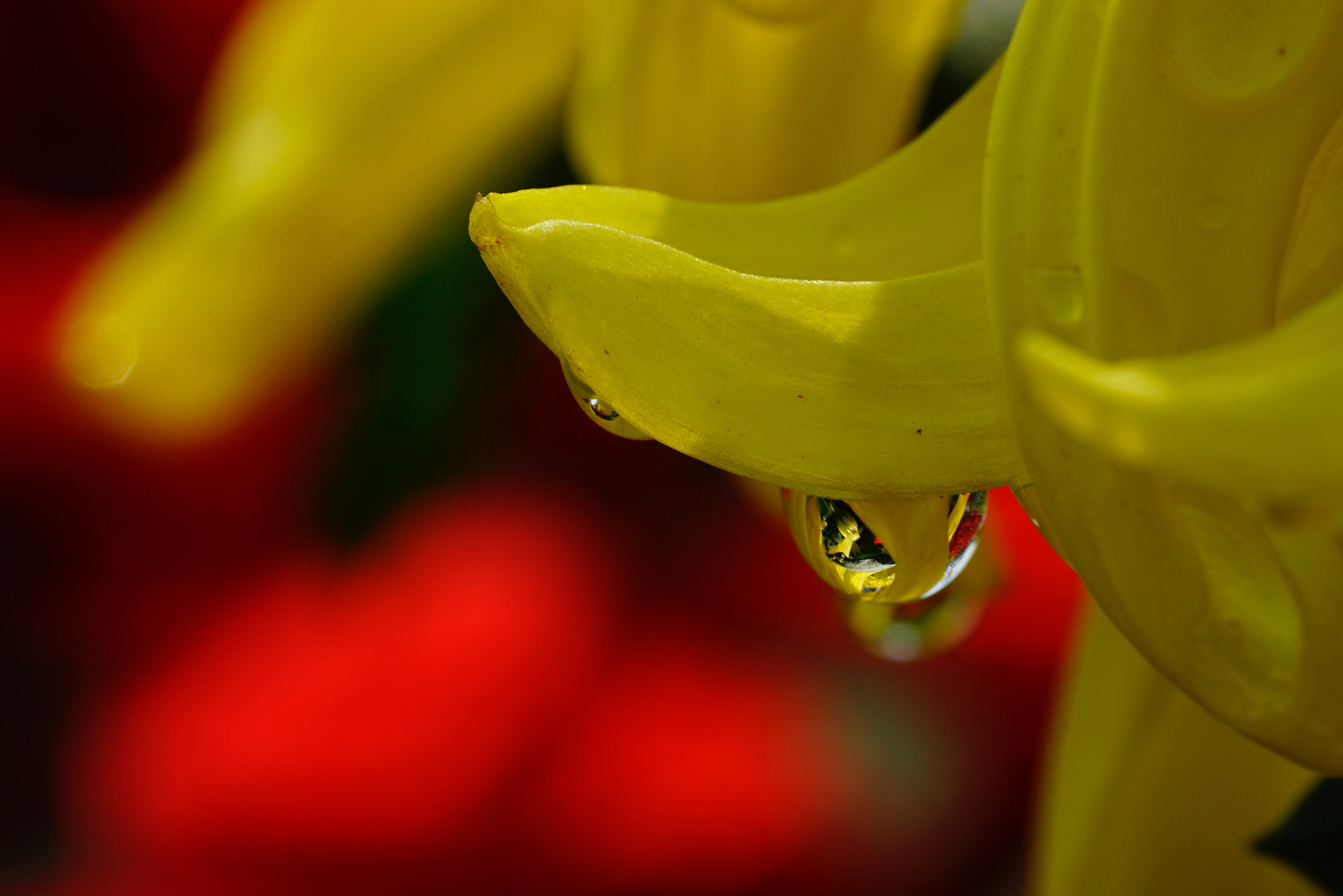 Sony a7 II + Sony FE 90mm F2.8 Macro G OSS sample photo. 滴水花开 photography