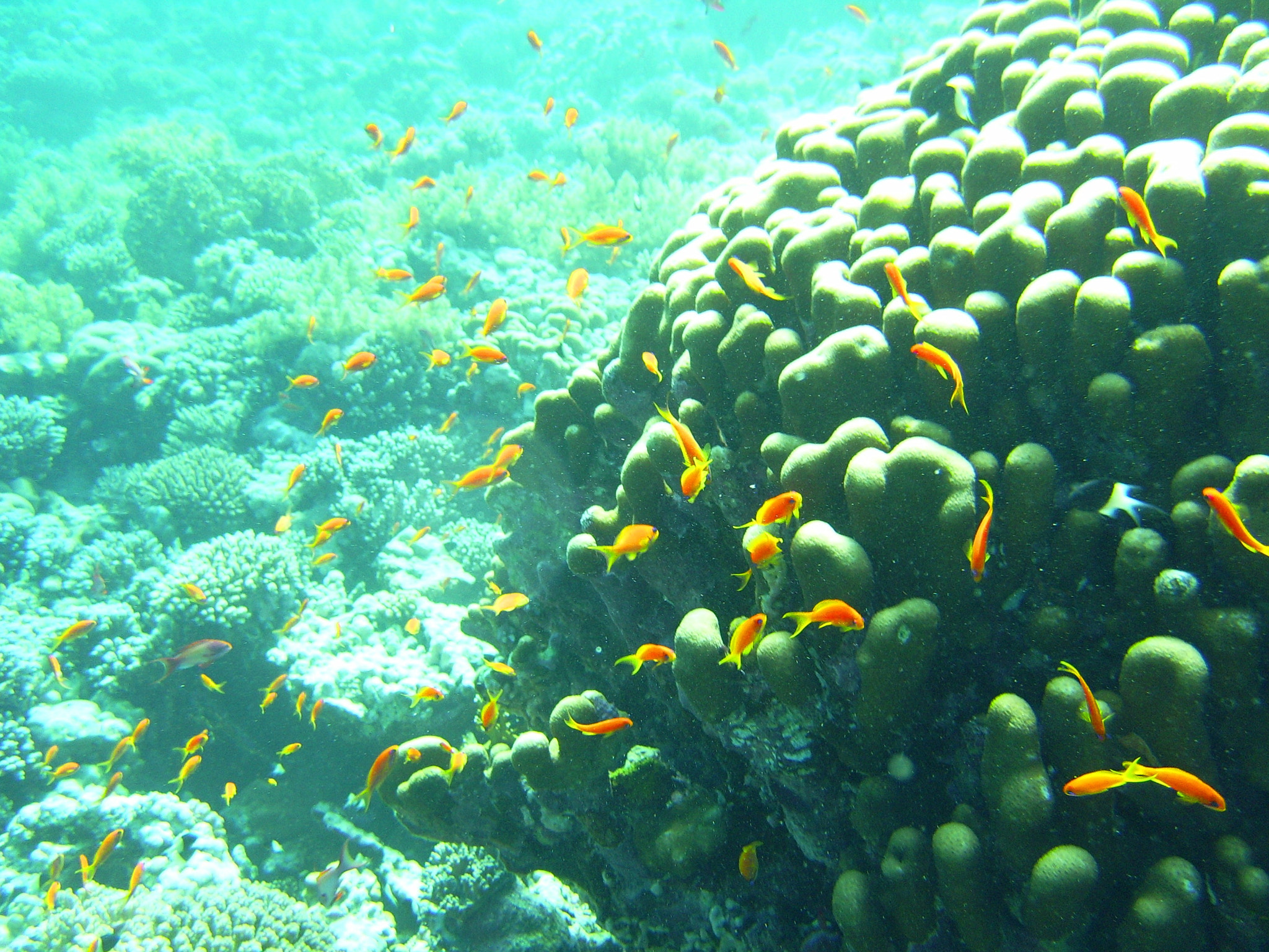 DIGITAL CAM sample photo. Coastal fish in red sea reef photography