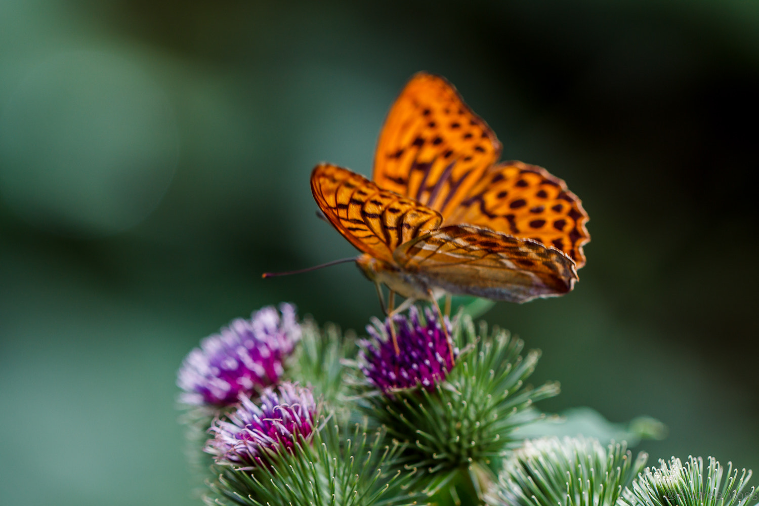Canon EOS 60D + Canon EF 100mm F2.8L Macro IS USM sample photo. Schmetterling - butterfly photography