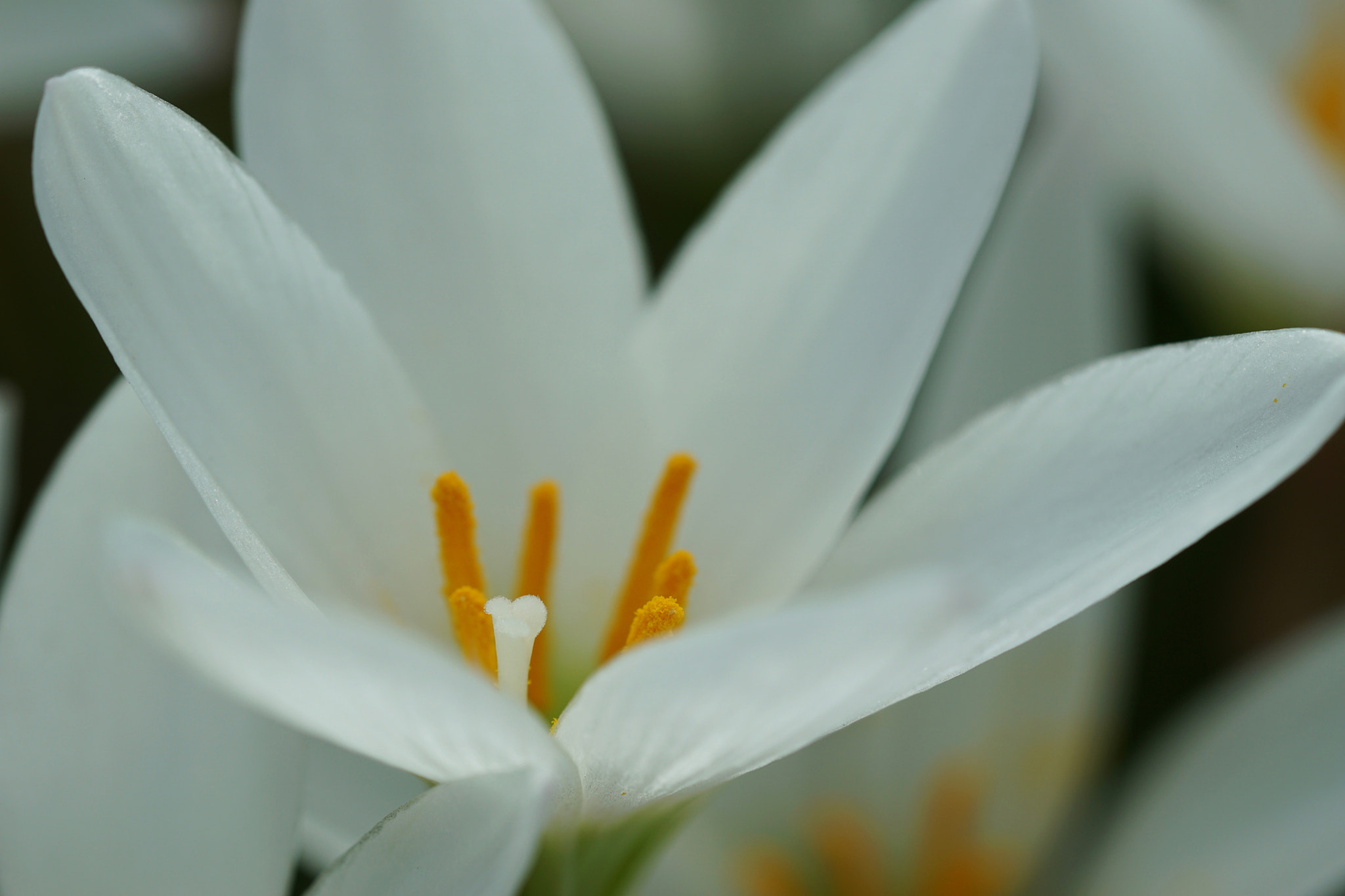 Sony a6000 + Sony FE 90mm F2.8 Macro G OSS sample photo. Zephyranthes photography