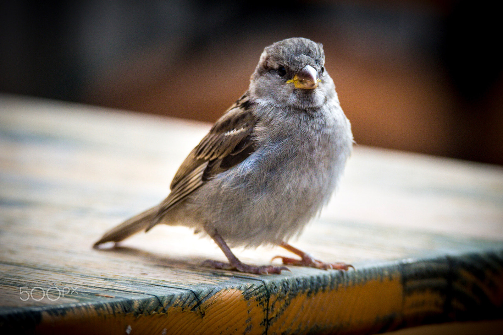 Tamron SP 150-600mm F5-6.3 Di VC USD sample photo. Little sparrow photography