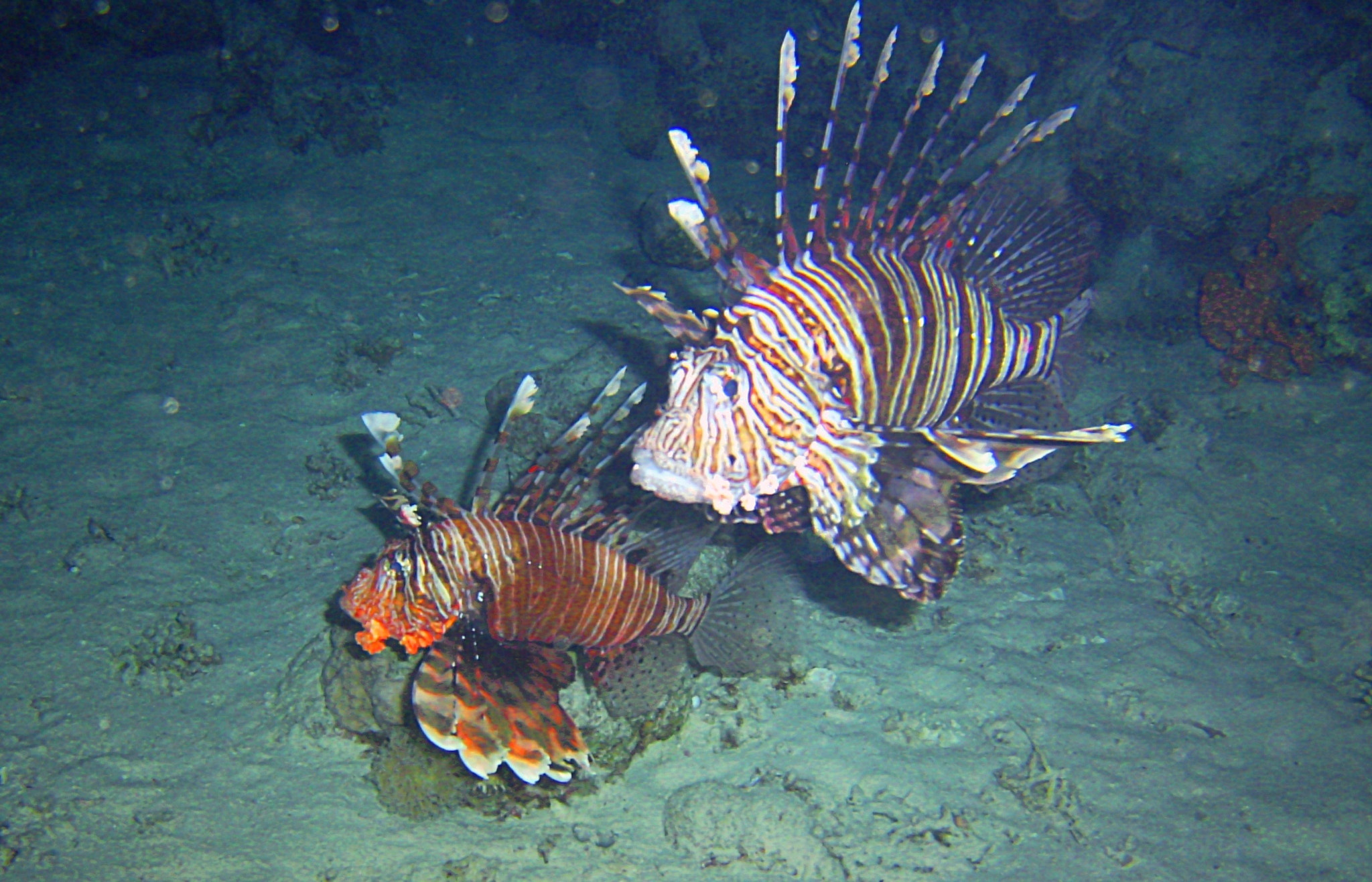 DIGITAL CAM sample photo. Lion fish couple at night photography