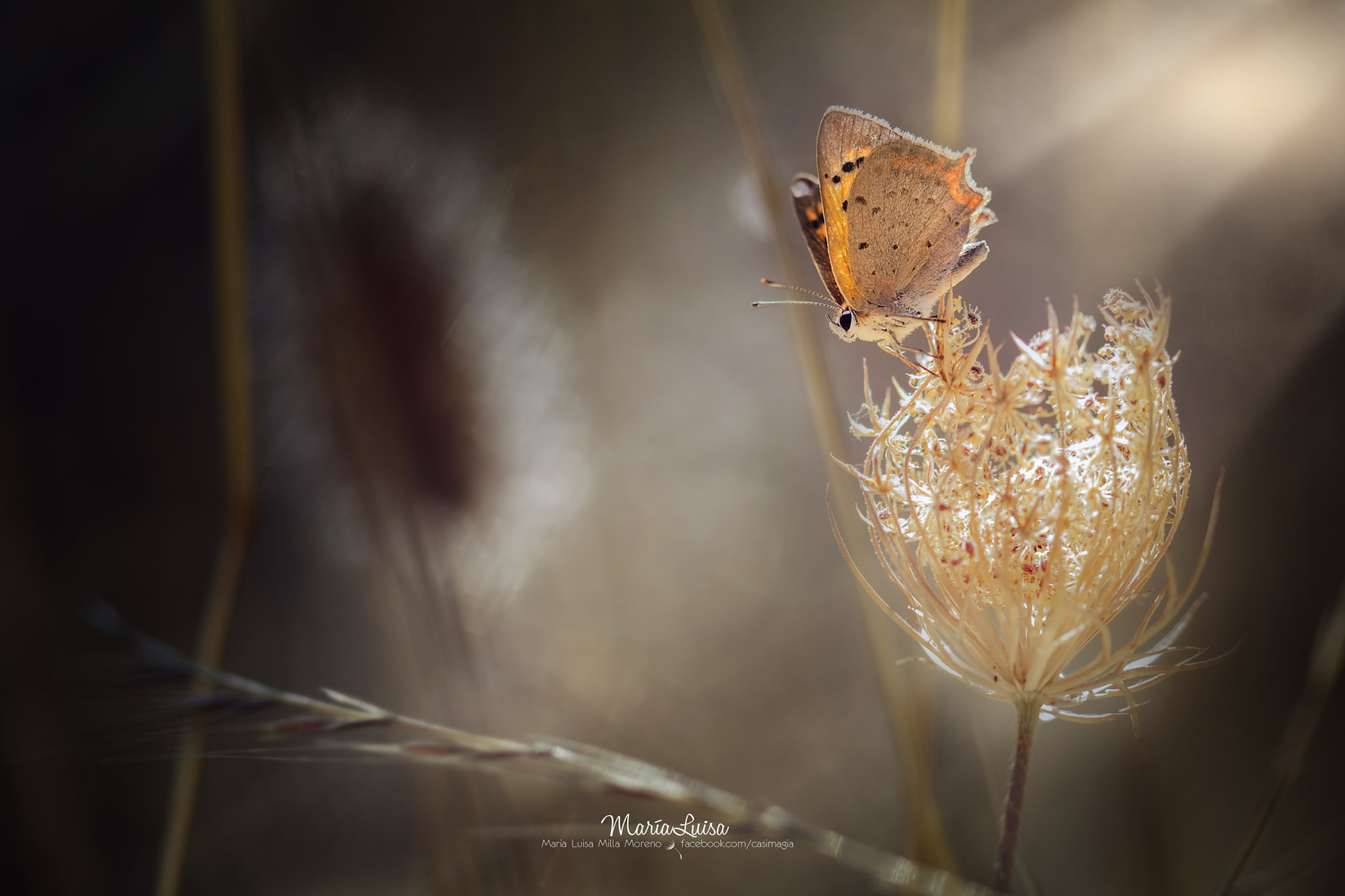 Canon EF 100mm F2.8 Macro USM sample photo. Little sunbeam photography