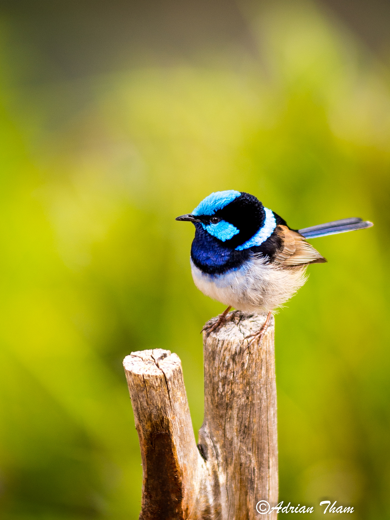 Nikon AF-Nikkor 80-200mm F2.8D ED sample photo. Blue wren photography