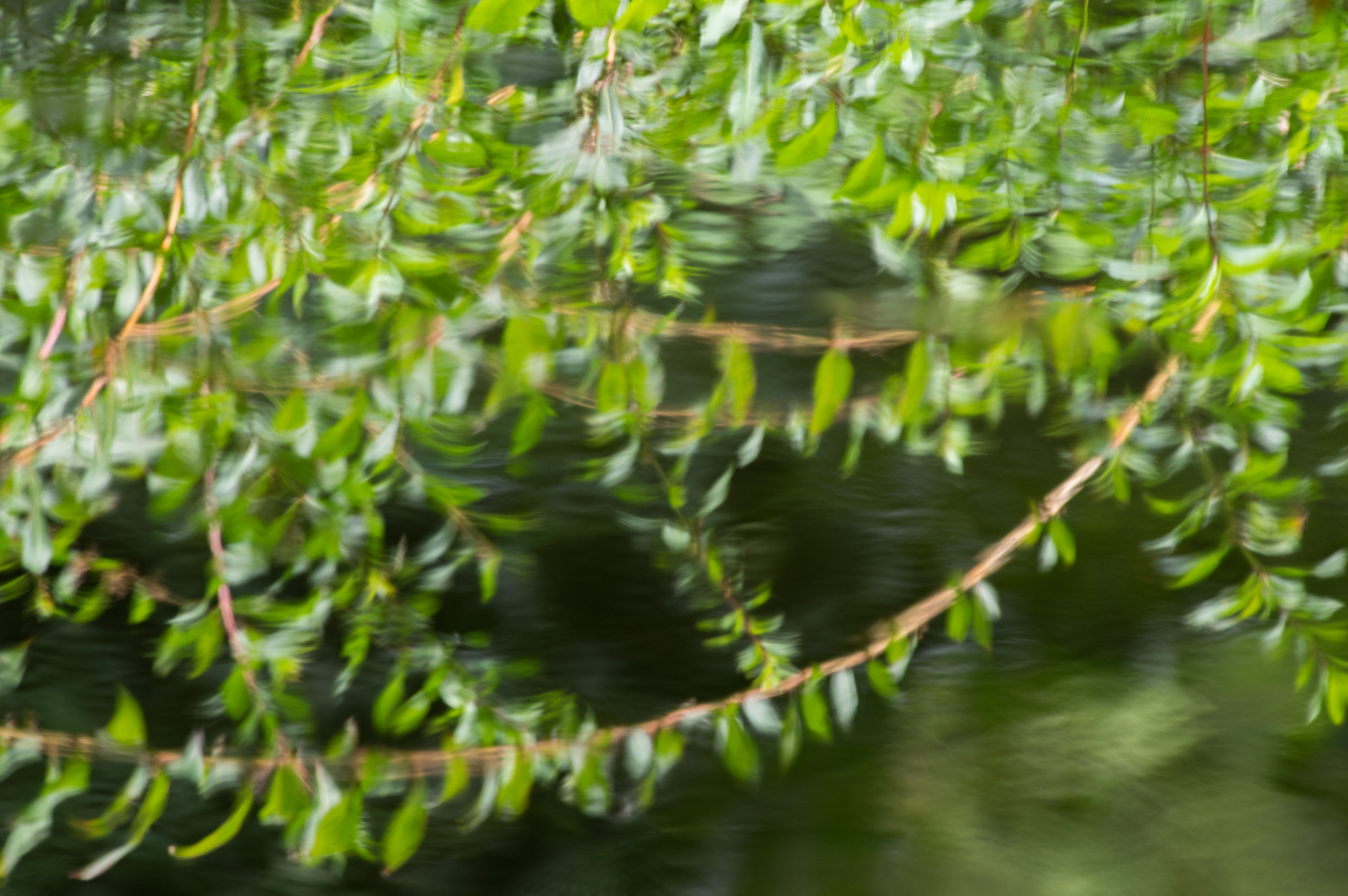 Pentax K-3 sample photo. Water reflections in green photography