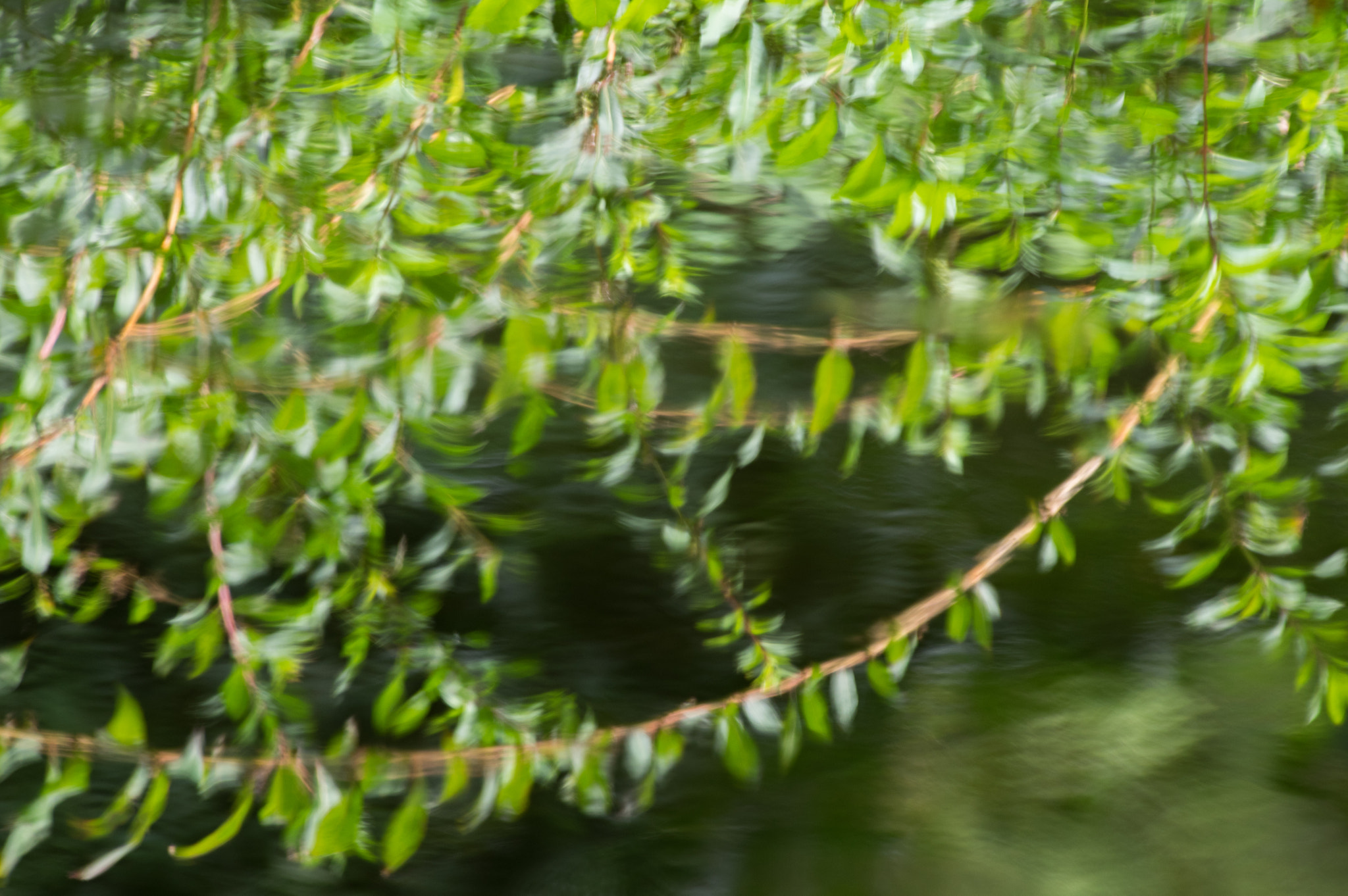 Pentax smc DA* 300mm F4.0 ED (IF) SDM sample photo. Water reflections in green photography