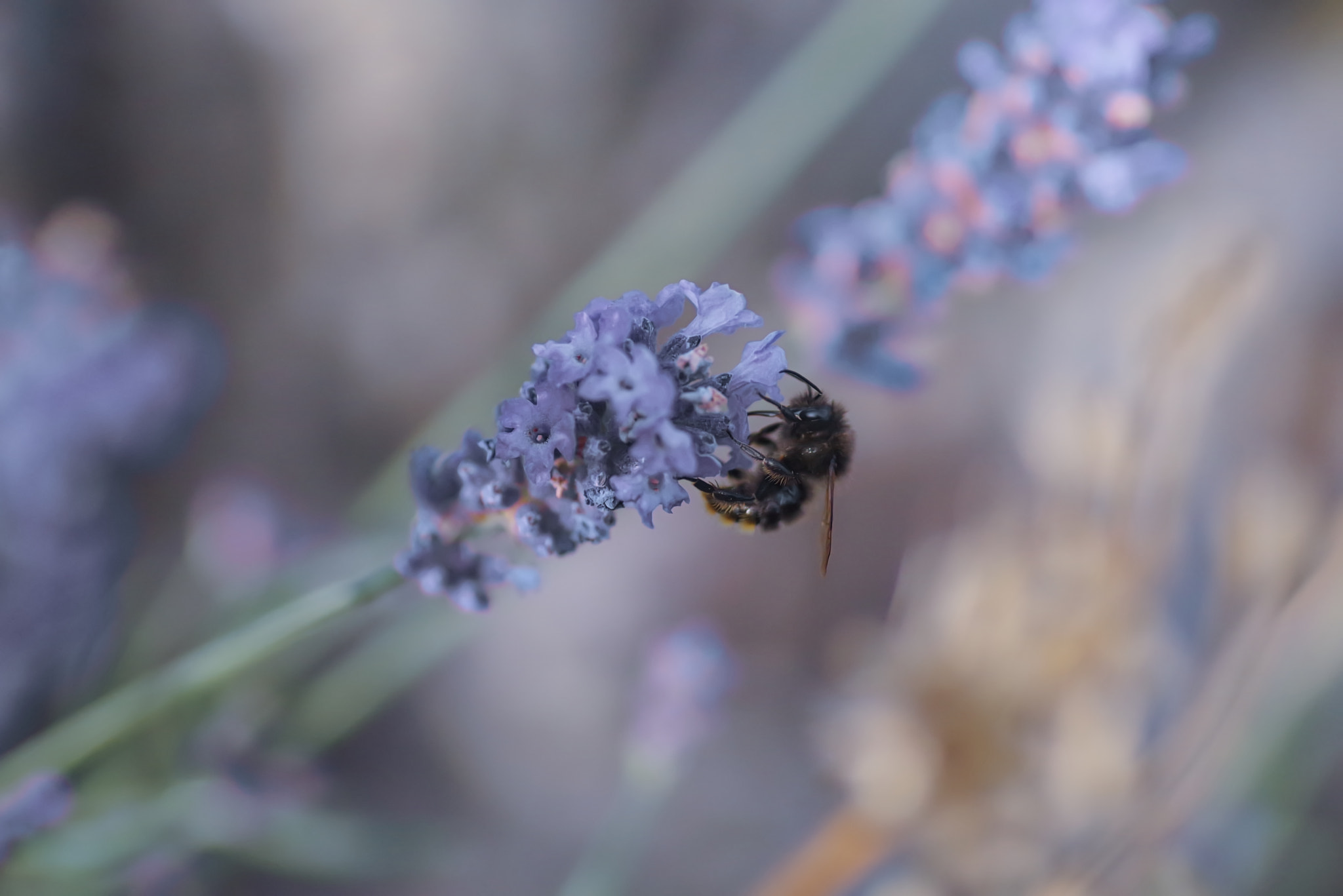 Tamron SP AF 90mm F2.8 Di Macro sample photo. Seeking photography