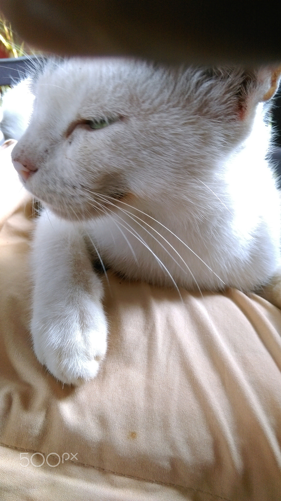 HTC ONE (E8) DUAL SIM sample photo. Cat photography