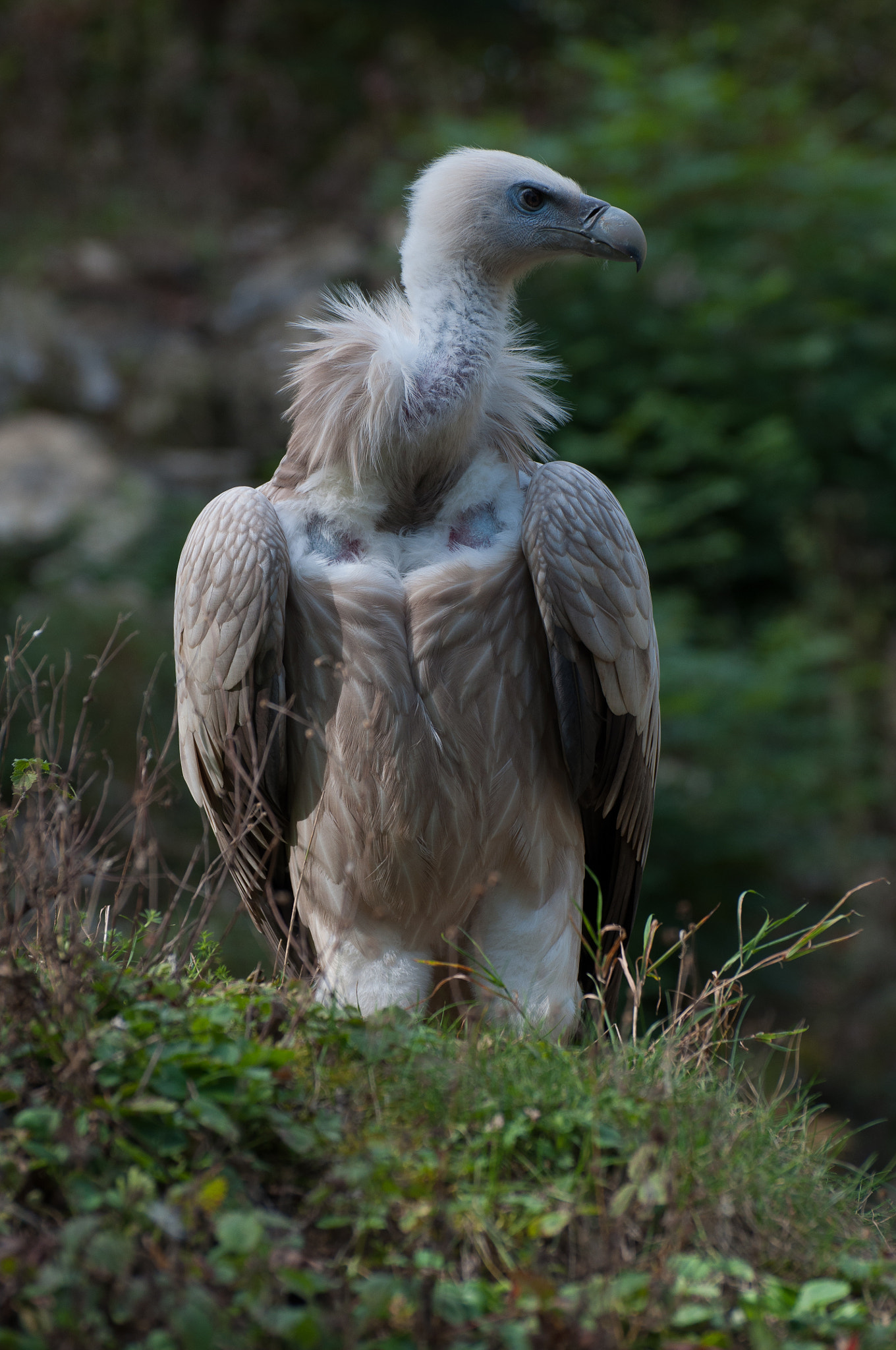 Nikon D5000 sample photo. Griffon vulture in wildpark lüneburger heide photography