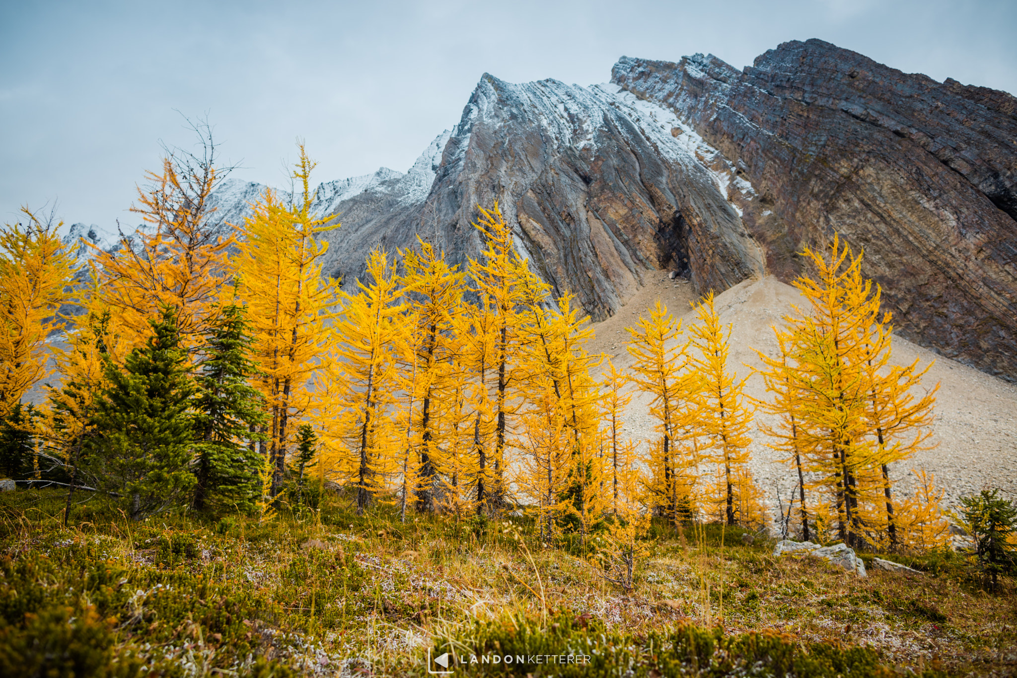 Canon EOS 5DS + Canon EF 24mm F1.4L II USM sample photo. Golden larch's photography