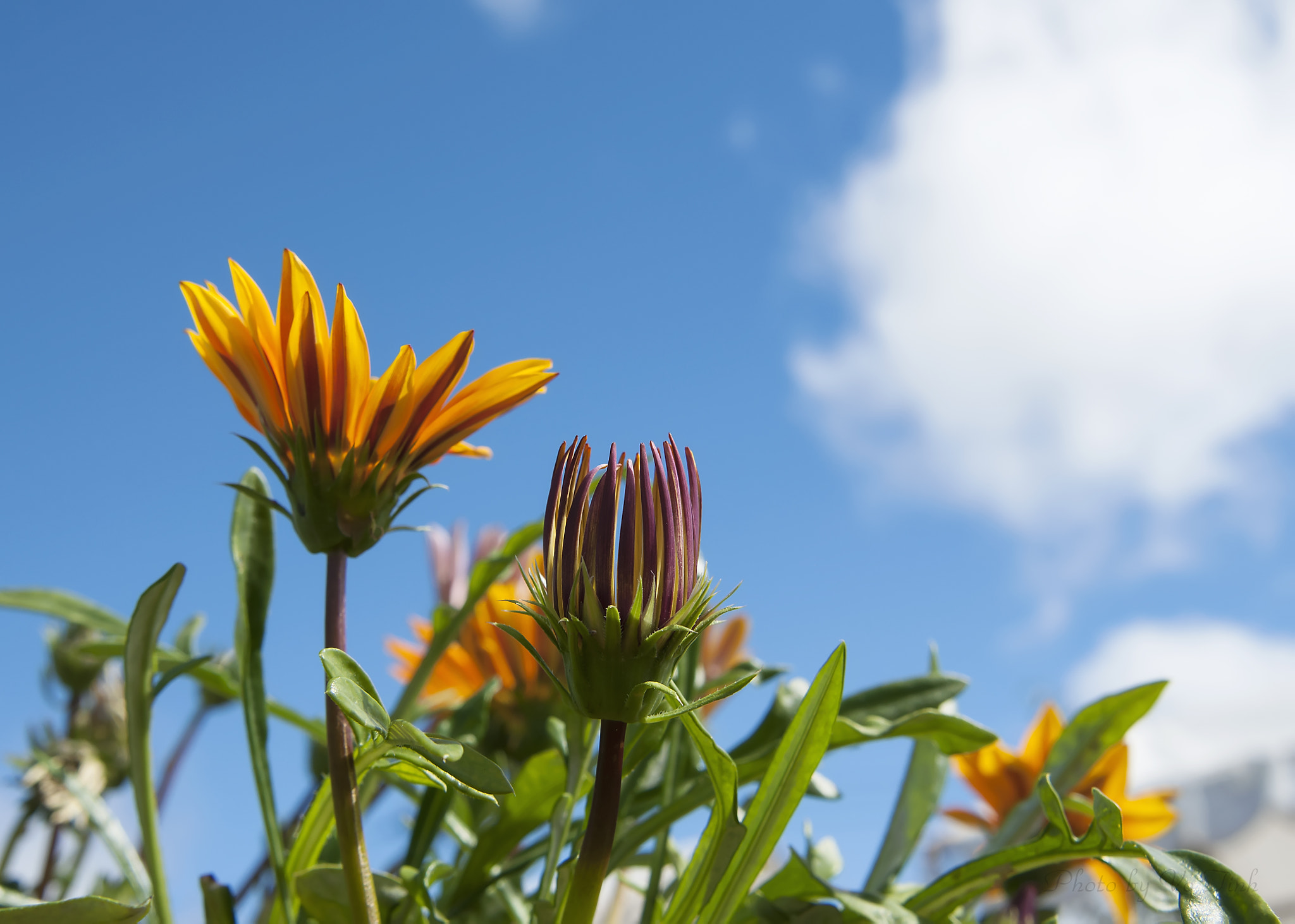 Nikon AF Nikkor 24-85mm F2.8-4D IF sample photo. Gazania mix photography