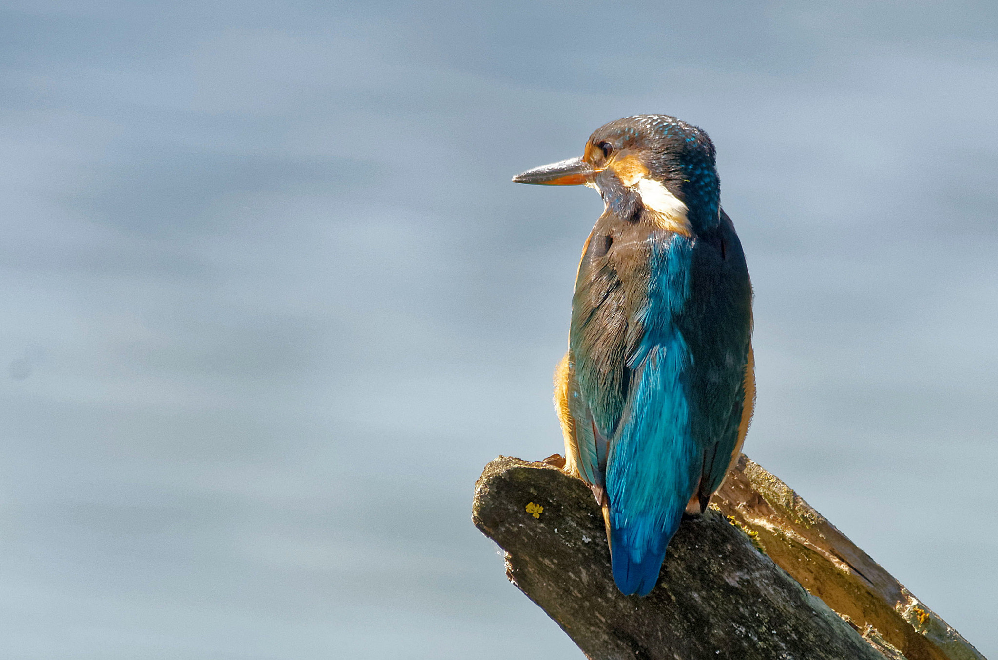 Pentax K-5 + Sigma 150-500mm F5-6.3 DG OS HSM sample photo. Martin-pêcheur photography