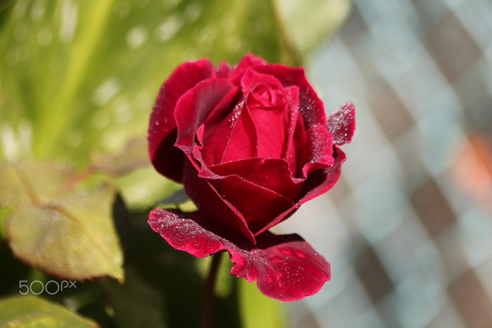 Canon EF 70-300mm F4-5.6 IS USM sample photo. Red velvet photography