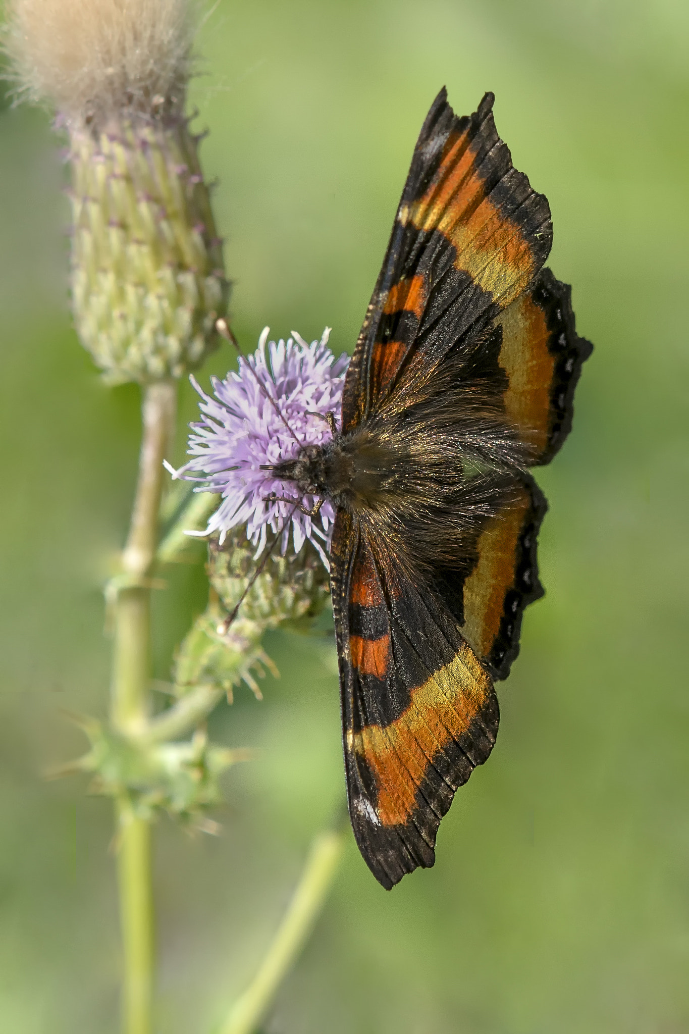 Nikon AF-S DX Micro-Nikkor 85mm F3.5G ED VR sample photo. Fire-rim tortoise shell butterfly photography