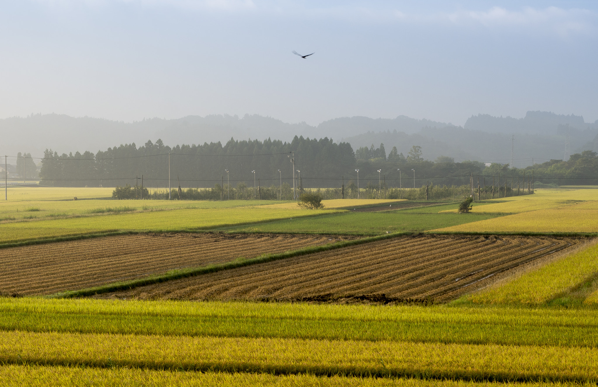 Panasonic Lumix DMC-GX7 sample photo. Rice reaping photography