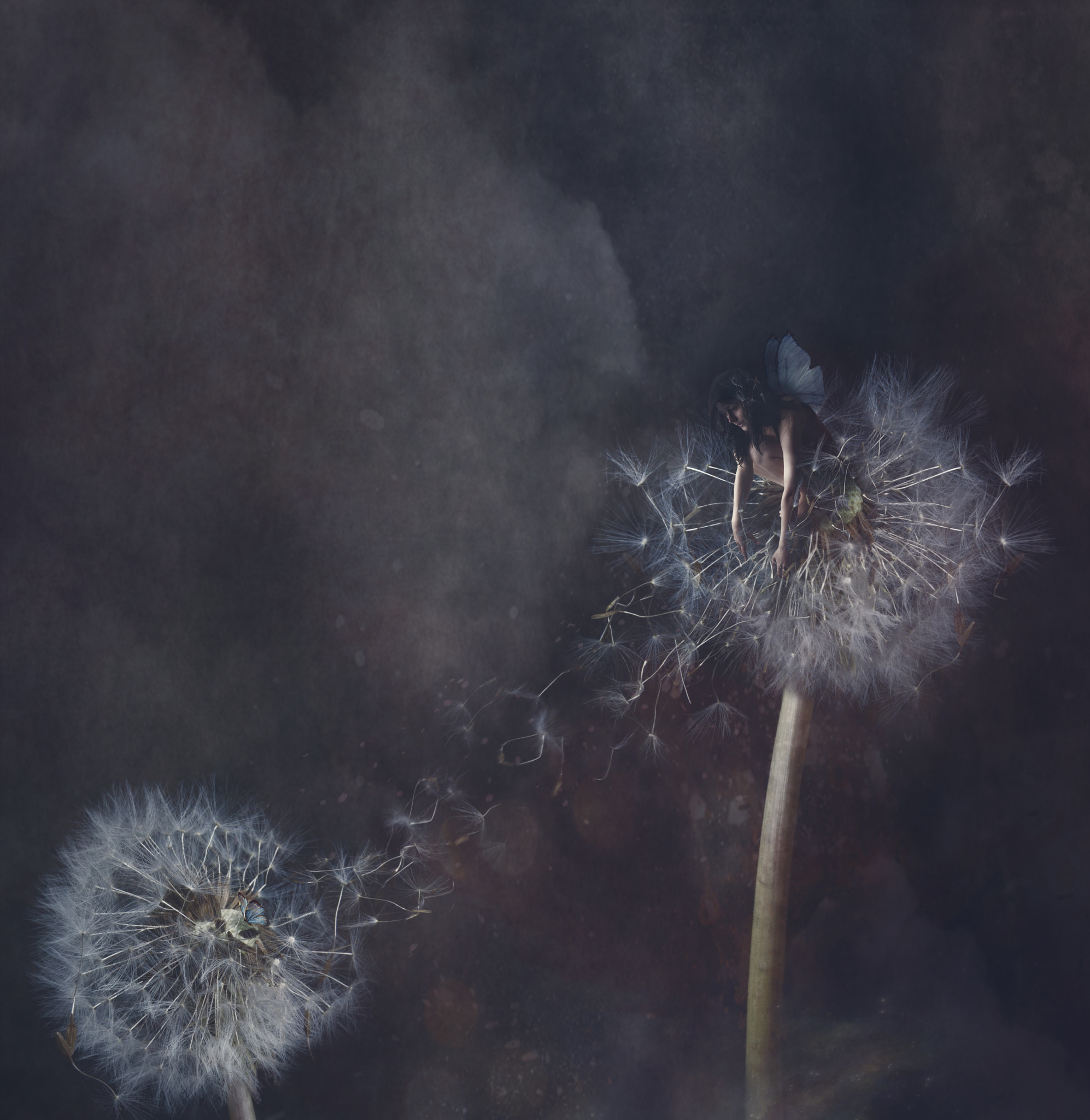 Sigma 17-70mm F2.8-4.5 DC Macro Asp. IF sample photo. From dandelion to dandelion photography