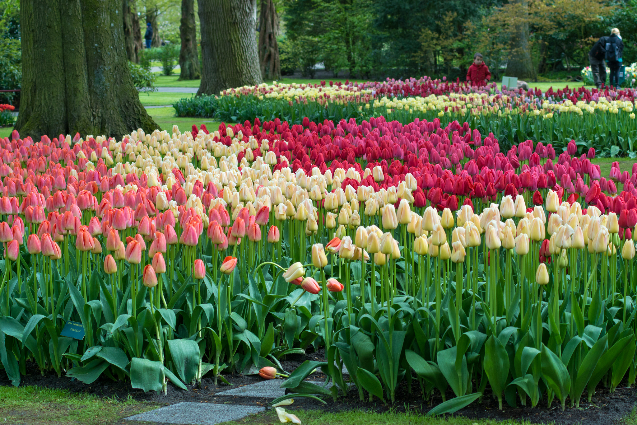 Sony ILCA-77M2 + Minolta AF 70-210mm F4 Macro sample photo. Keukenhof photography