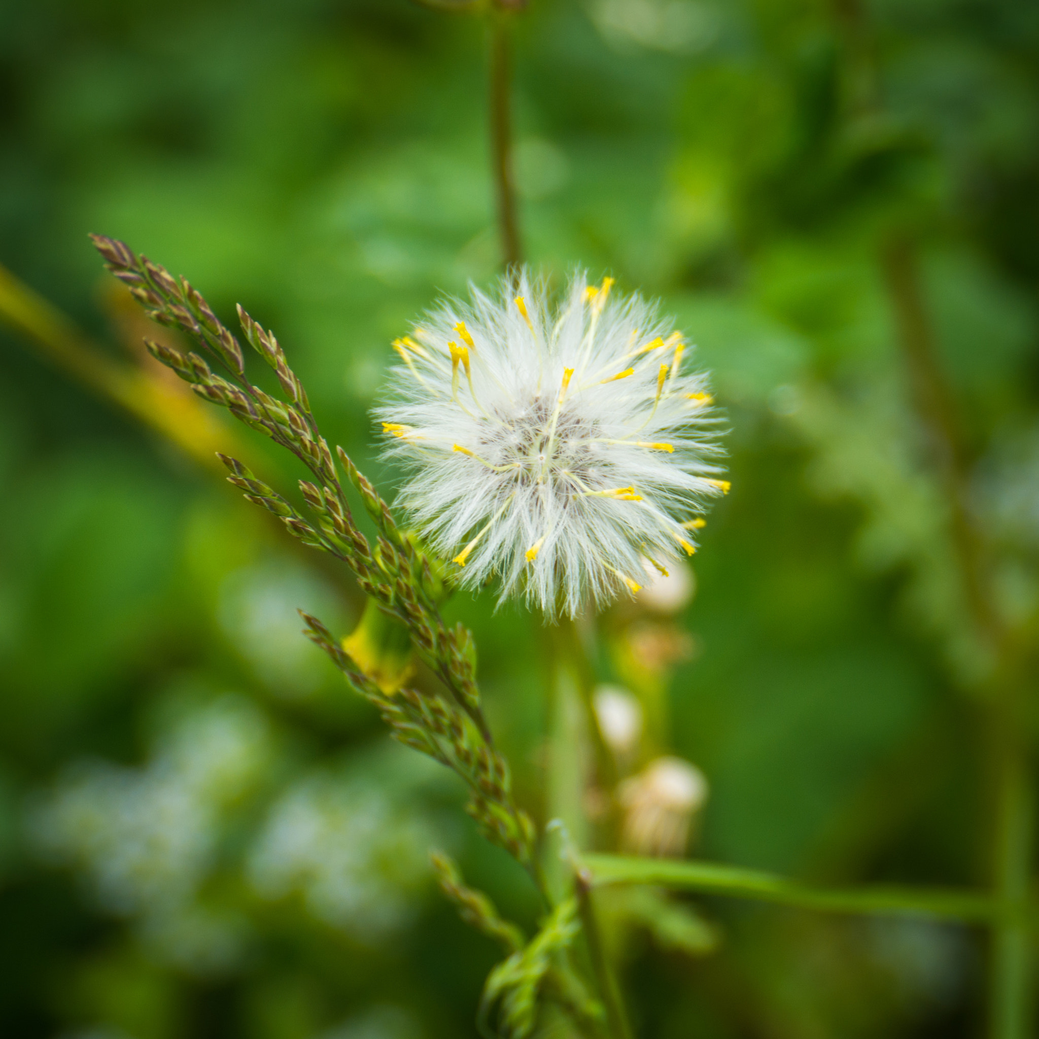 Panasonic Lumix DMC-GH3 sample photo. Pissenlit au jardin photography