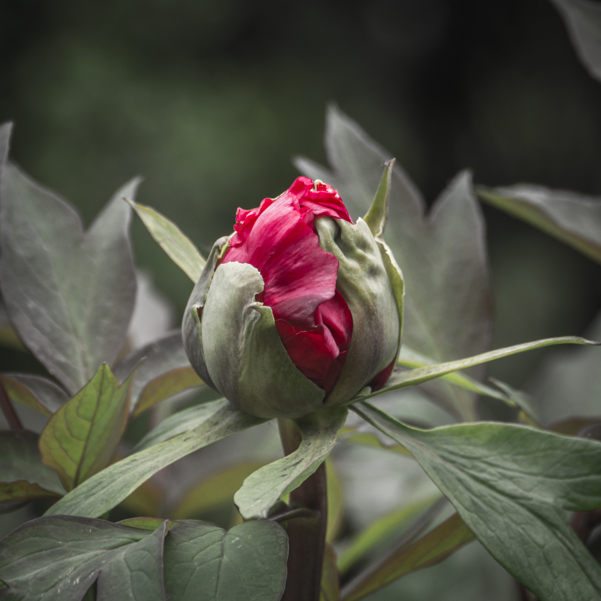 Panasonic Lumix DMC-GH3 sample photo. Bourgeon photography