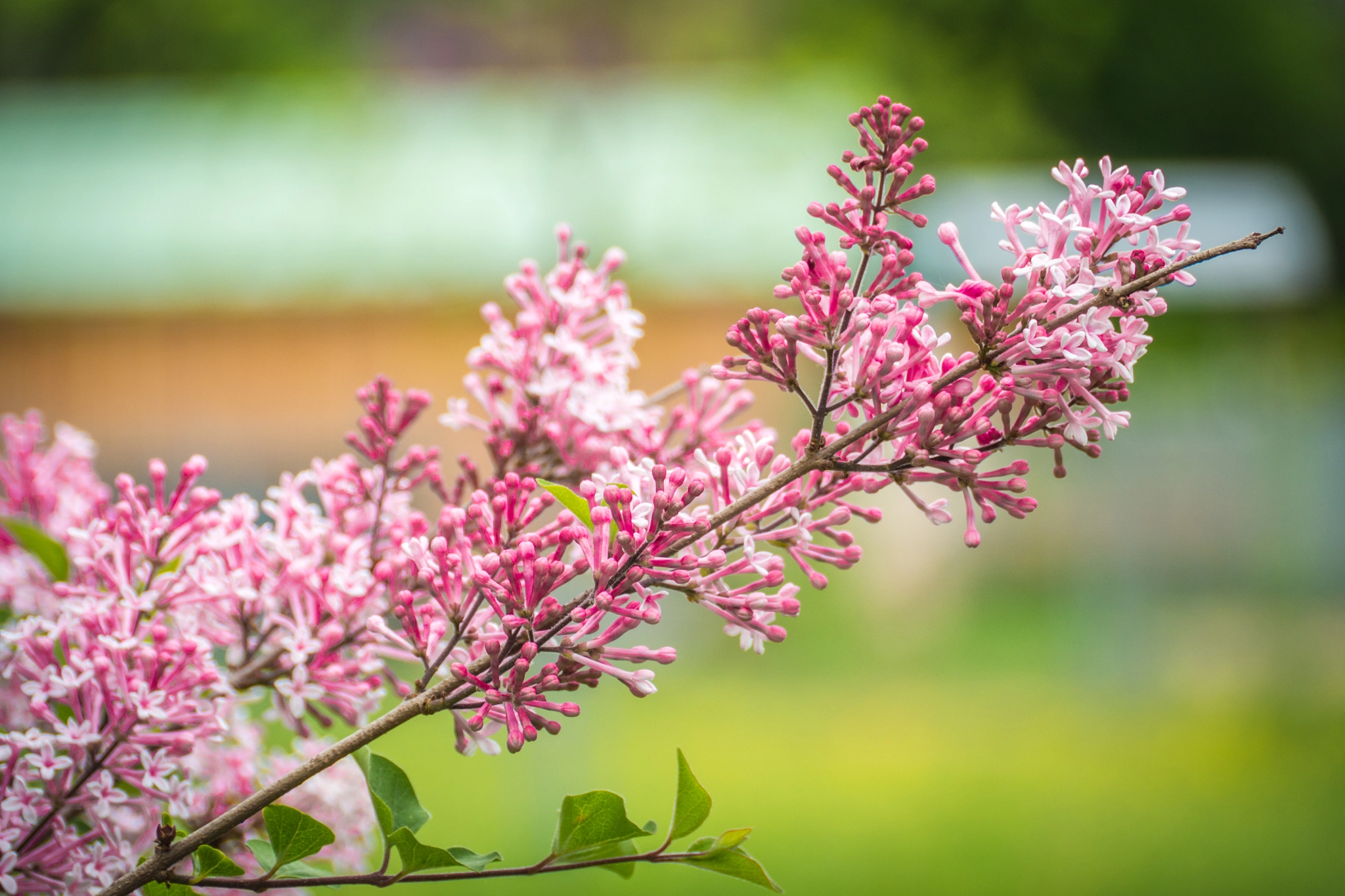 Panasonic Lumix DMC-GH3 sample photo. Jardin rose photography