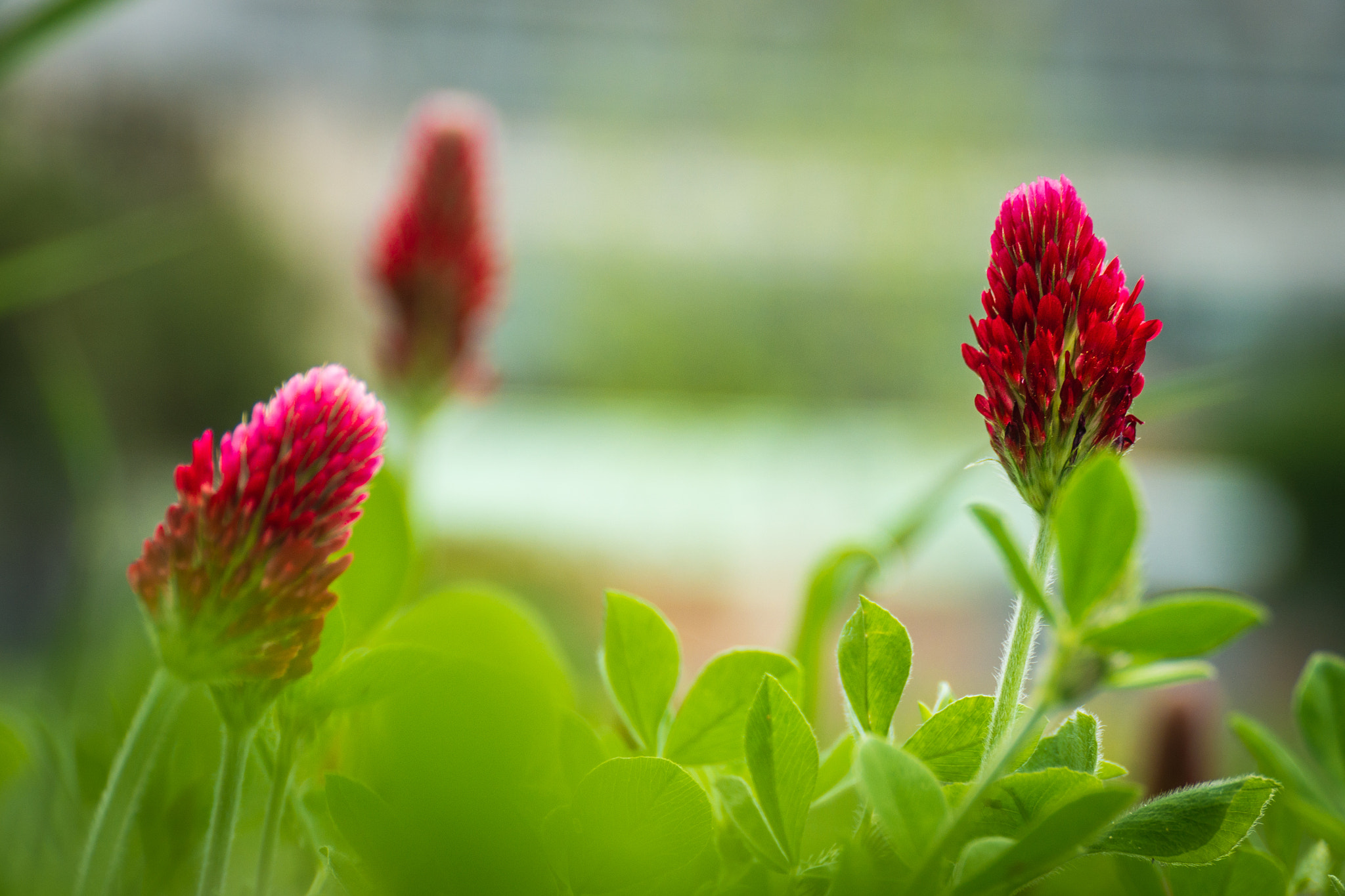 Panasonic Lumix DMC-GH3 sample photo. Jardin rouge photography