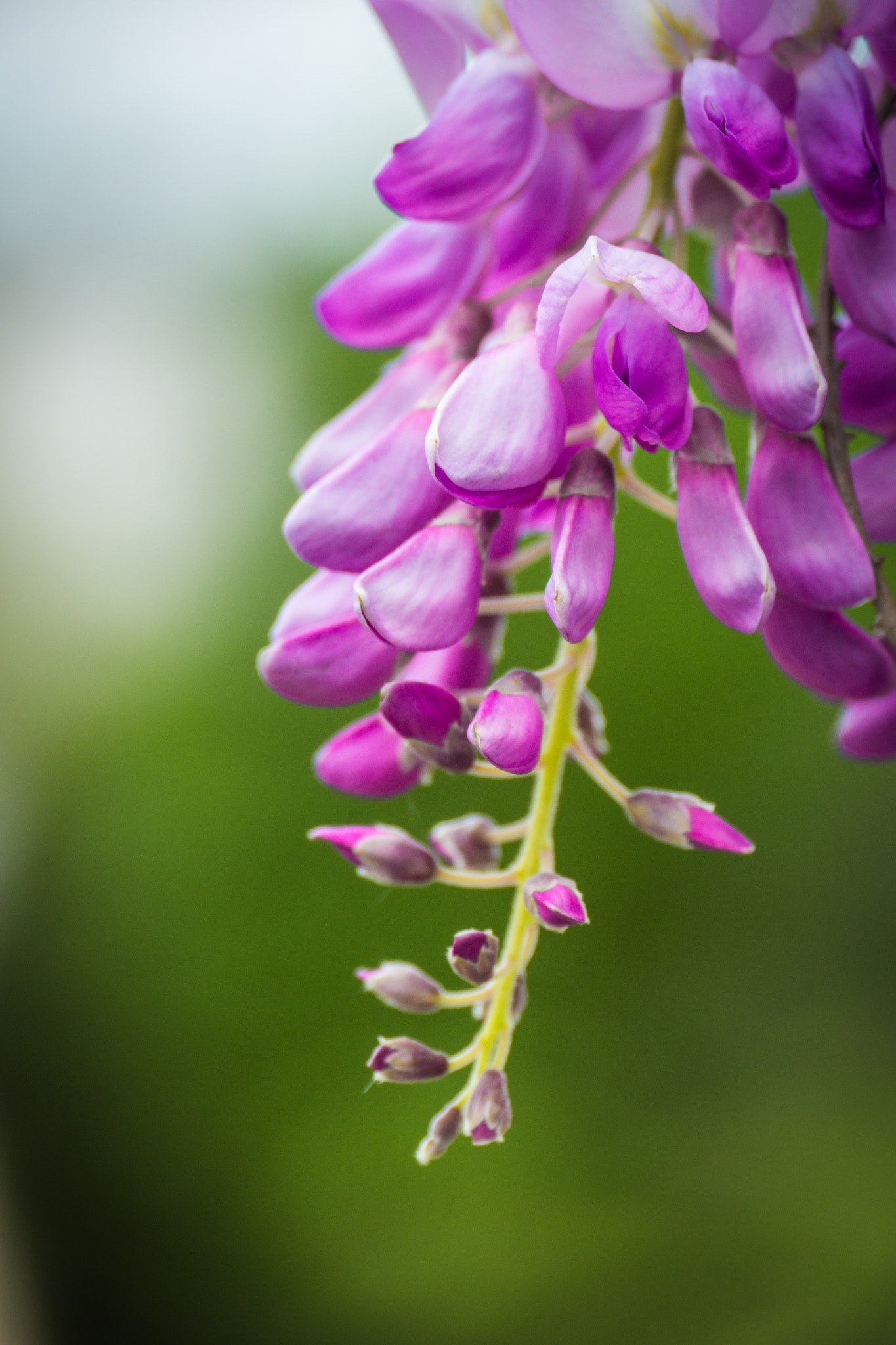 Panasonic Lumix DMC-GH3 sample photo. Floraison photography