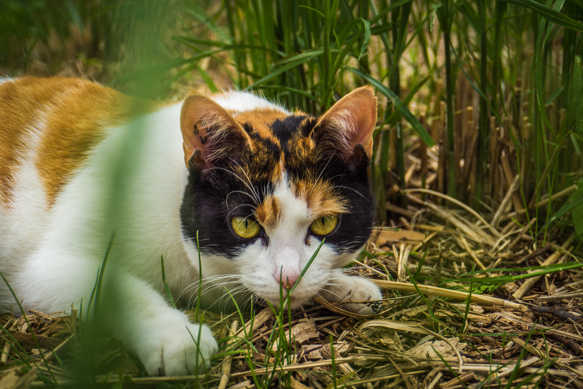 Panasonic Lumix DMC-GH3 sample photo. Ens's cat 3 photography
