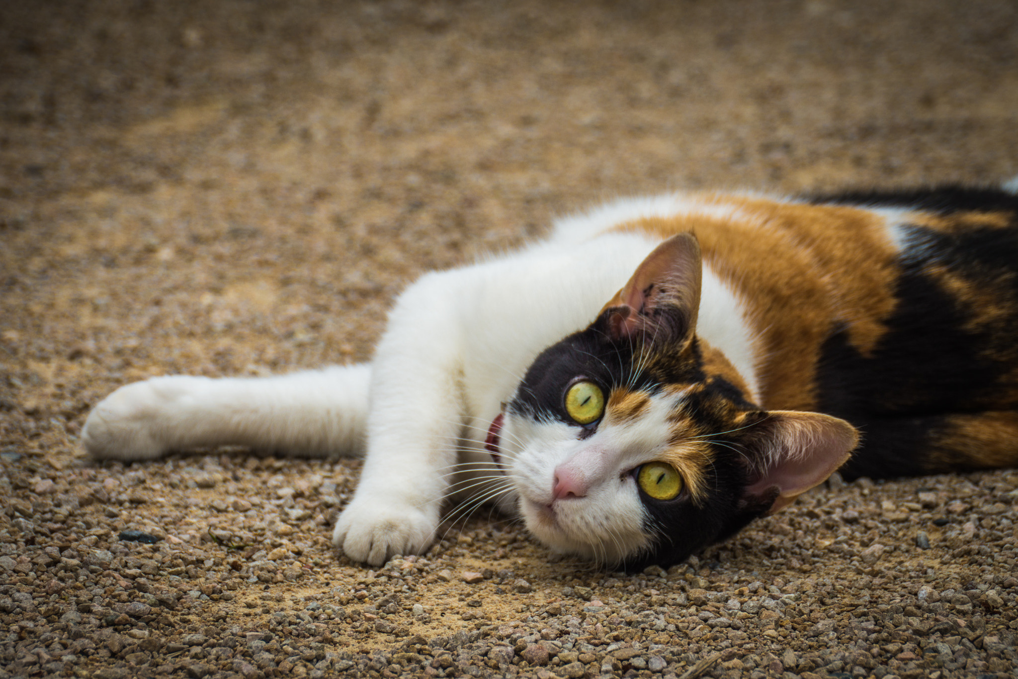 Panasonic Lumix DMC-GH3 sample photo. Ens's cat 2 photography