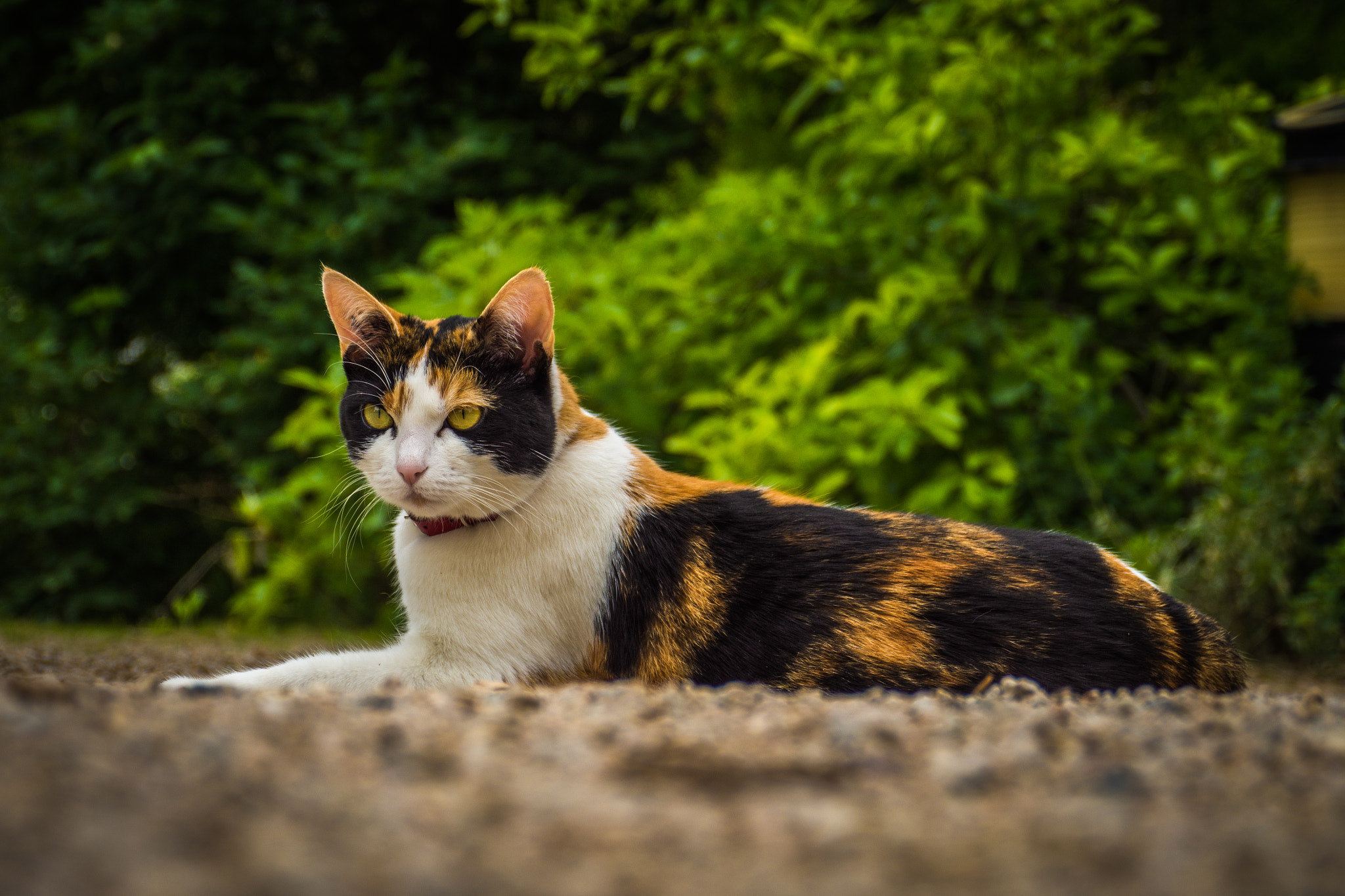Panasonic Lumix DMC-GH3 sample photo. Ens's cat 1 photography