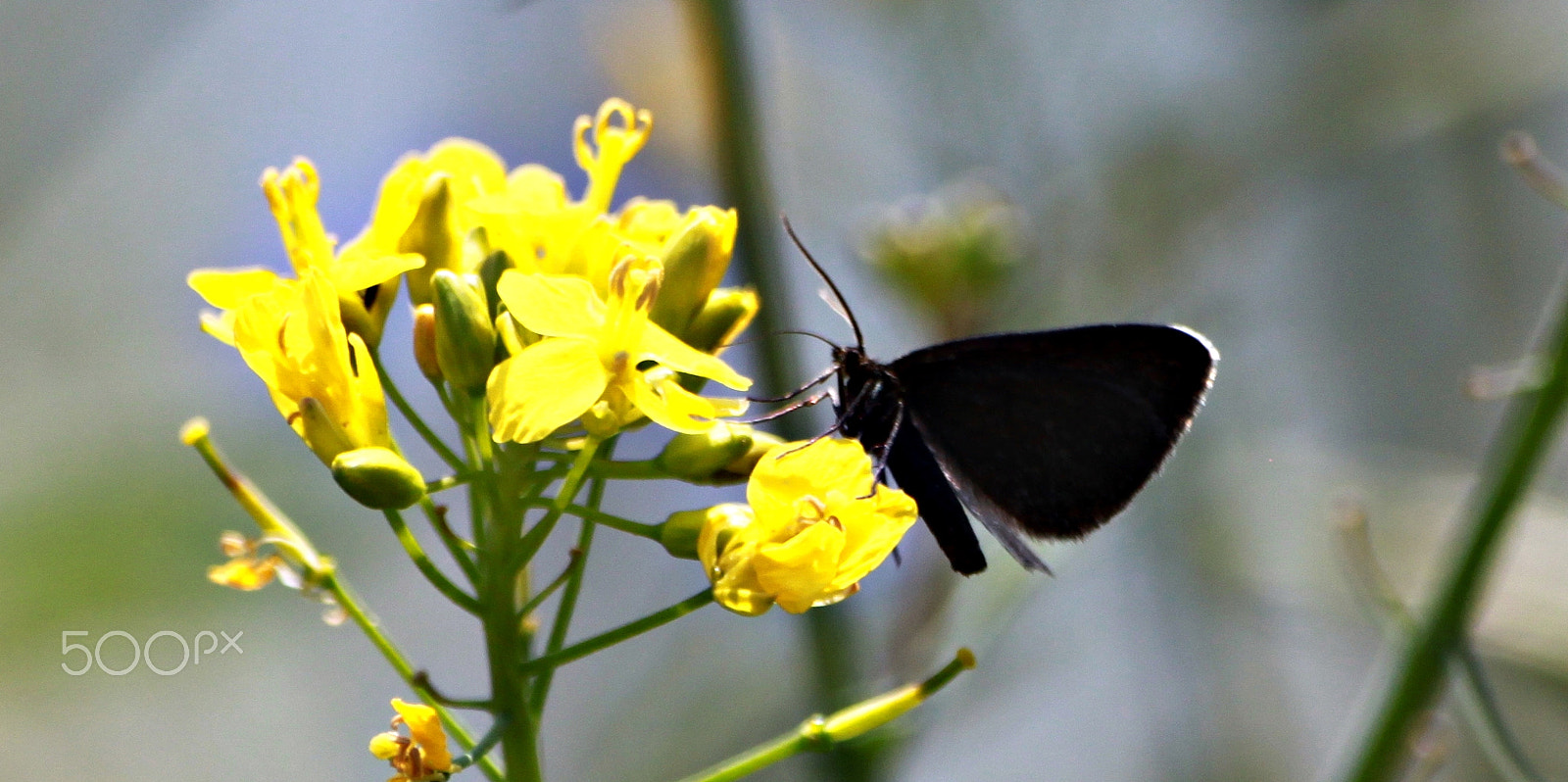 Sigma 70-300mm F4-5.6 APO DG Macro sample photo. White tipped butterfly photography
