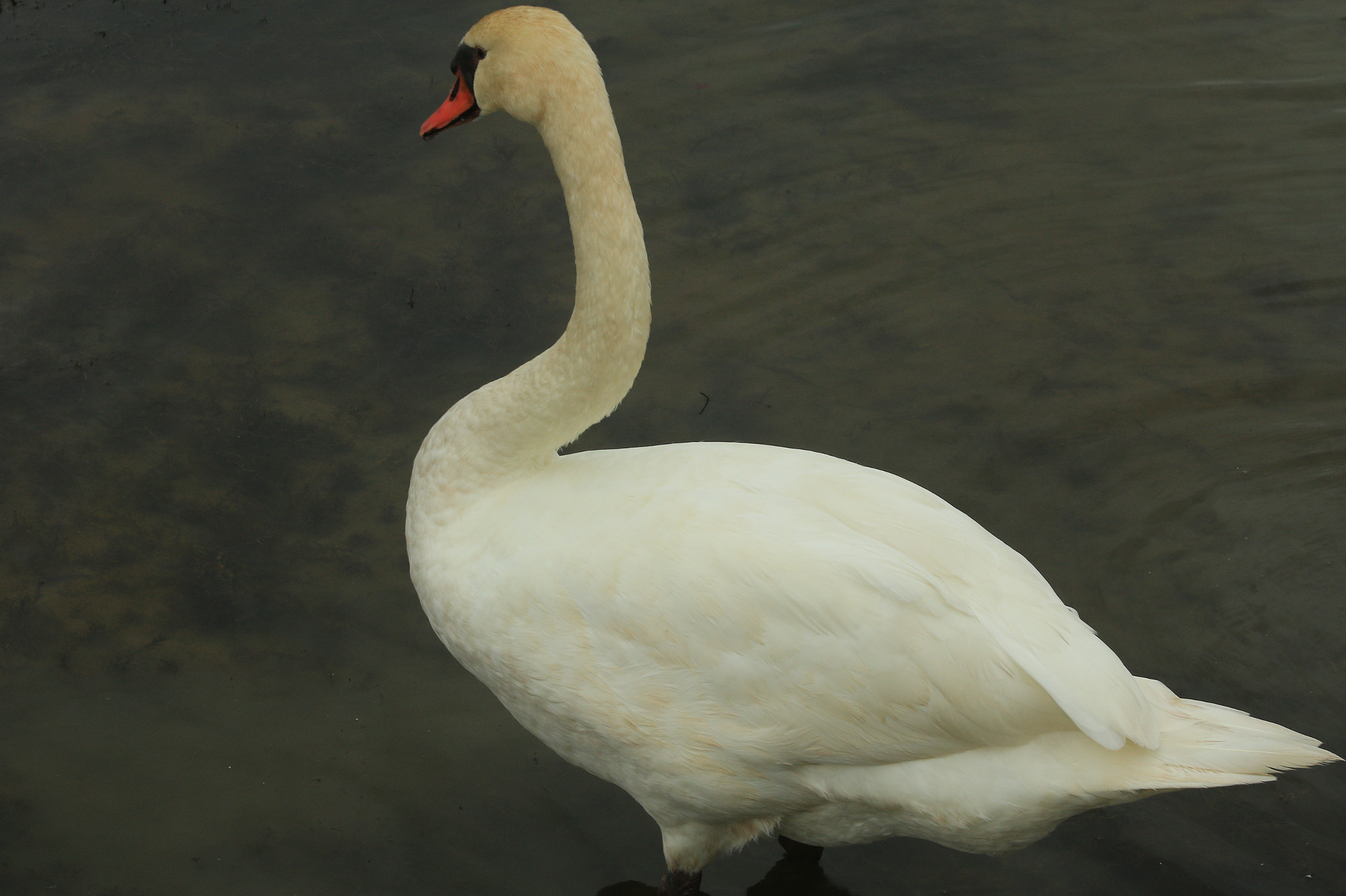 Canon EF 75-300mm f/4-5.6 USM sample photo. Img photography