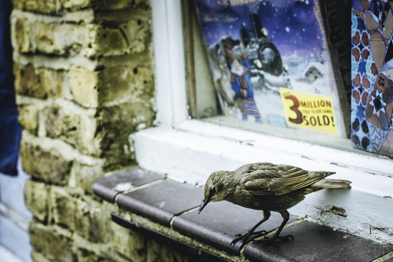 Fujifilm X-M1 + Fujifilm XF 35mm F1.4 R sample photo. Little friend photography