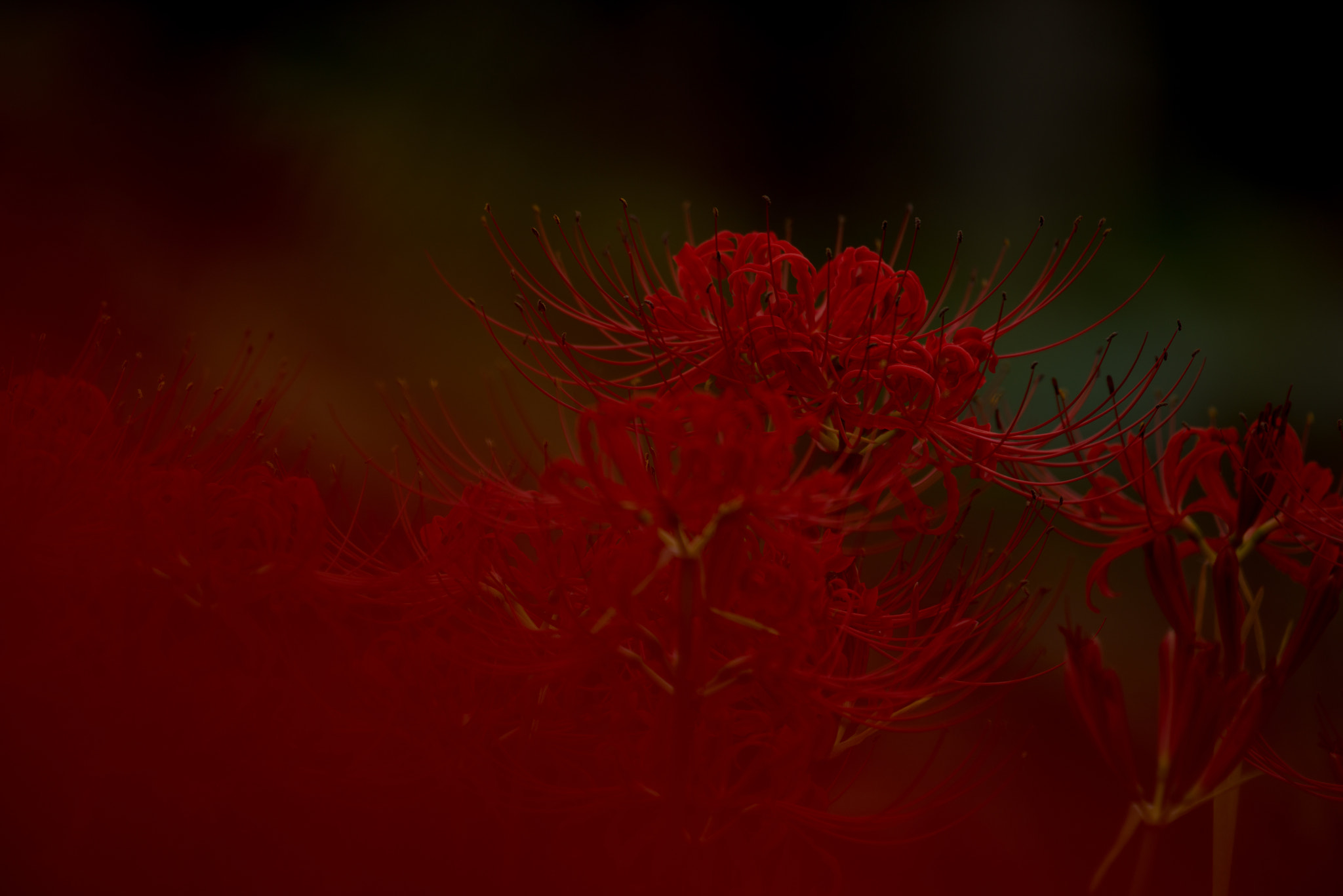 Nikon AF-S Nikkor 200-500mm F5.6E ED VR sample photo. 曼珠沙華 三 photography