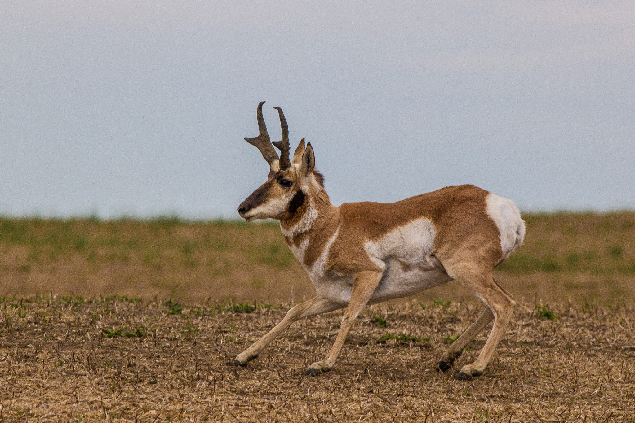 Canon EOS 60D + Canon EF 400mm F5.6L USM sample photo. Pronghorn antelope photography