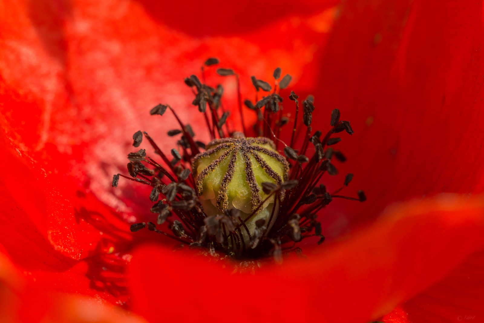 Sony SLT-A77 + Sigma 180mm F3.5 EX DG Macro sample photo. Poppy photography