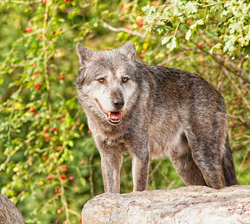 Nikon D3 + AF Nikkor 300mm f/4 IF-ED sample photo. Wolf photography