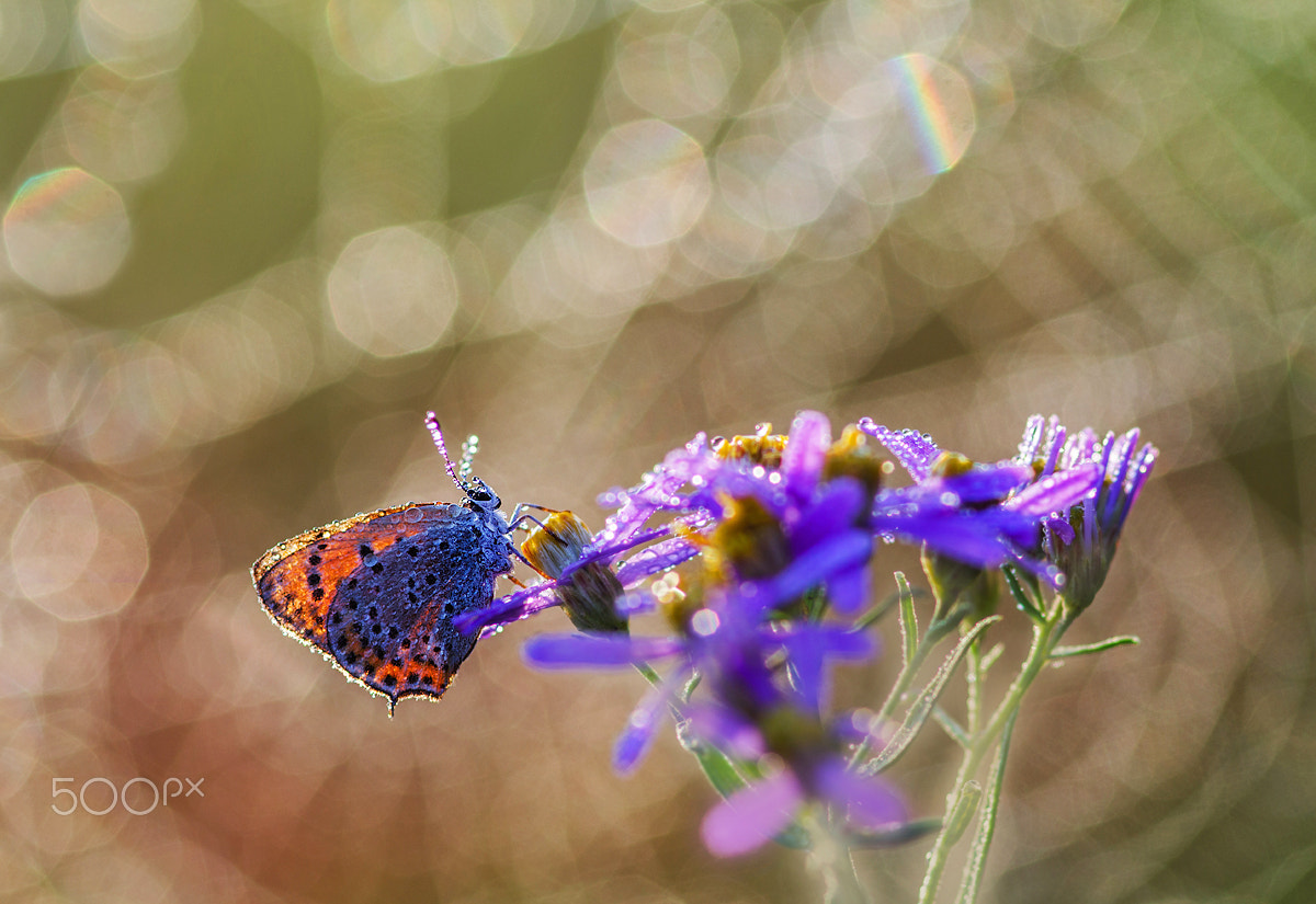 Sigma 105mm F2.8 EX DG Macro sample photo. Swing on a flower photography