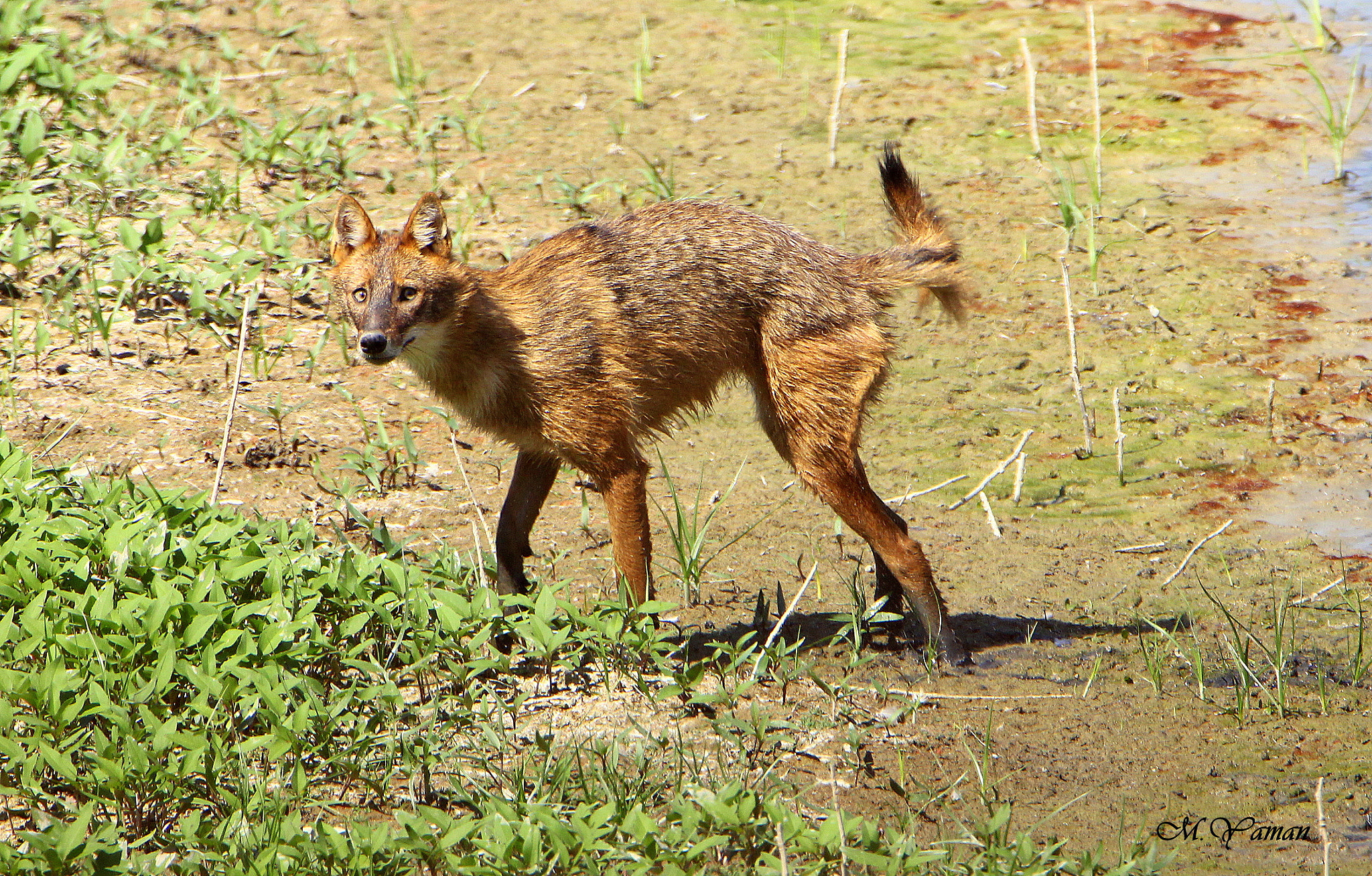 Tamron SP 150-600mm F5-6.3 Di VC USD sample photo. Jackal - Çakal photography