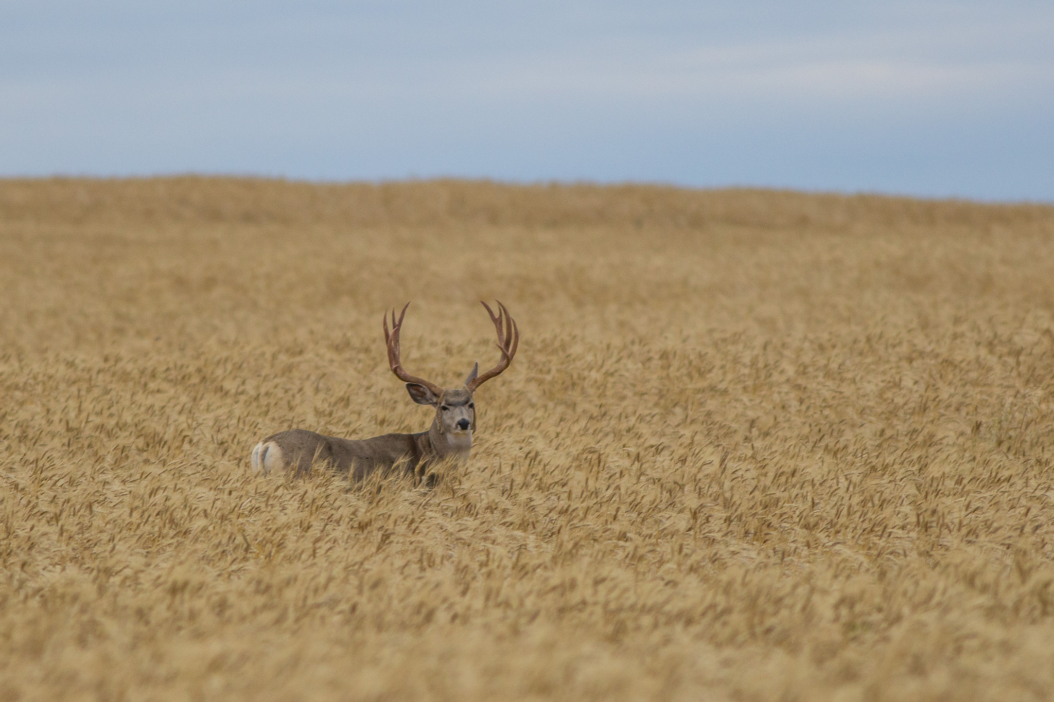 Canon EOS 60D + Canon EF 400mm F5.6L USM sample photo. Mule deer buck in durum photography