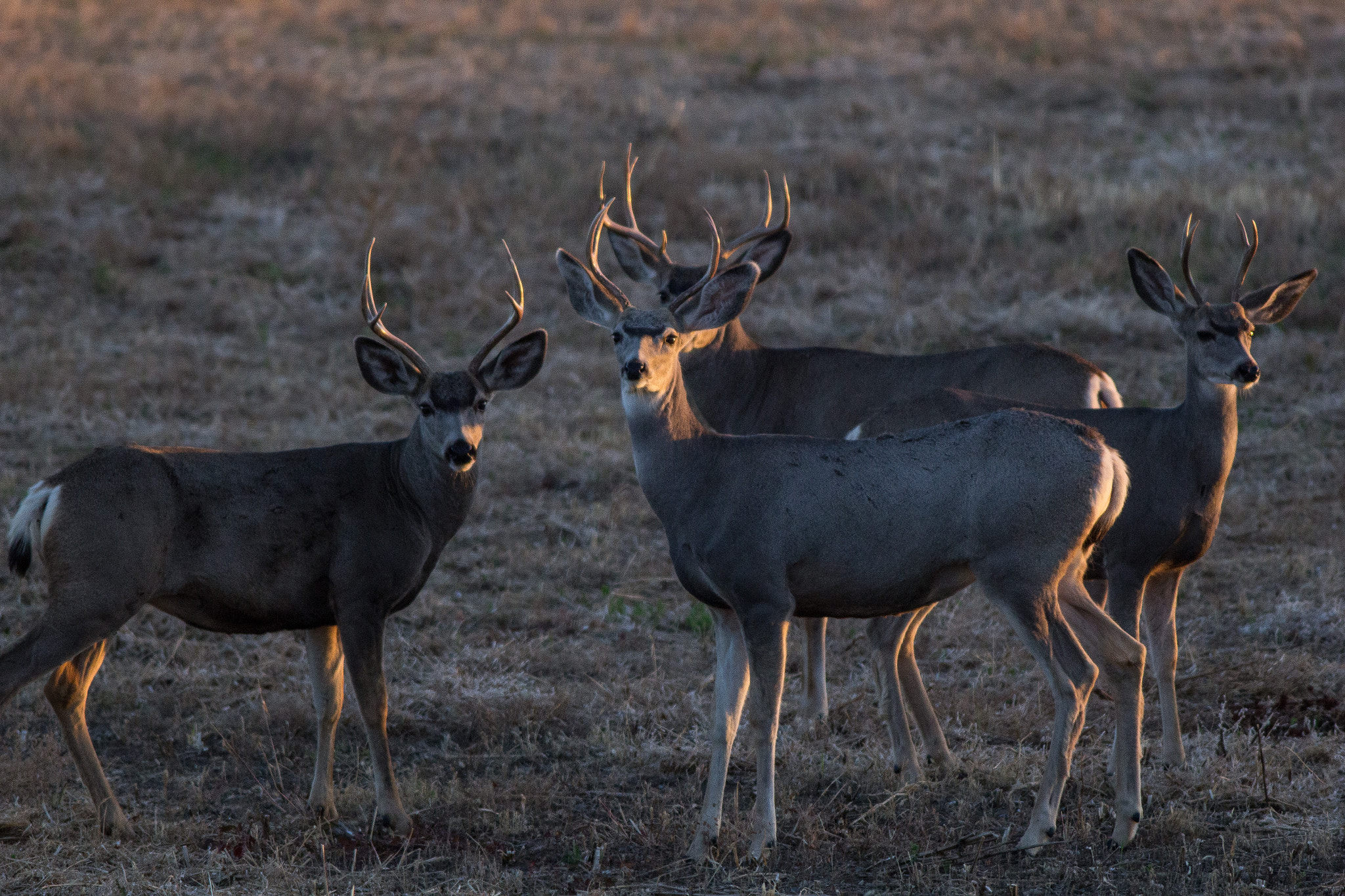 Canon EOS 60D + Canon EF 400mm F5.6L USM sample photo. Bachelor group of mulie bucks photography