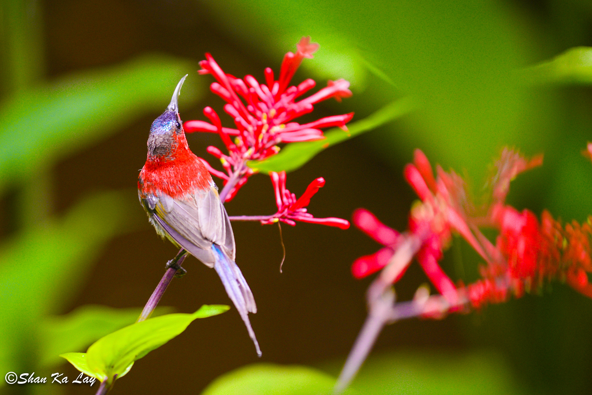 Nikon AF-S Nikkor 70-200mm F4G ED VR sample photo. Bird photography