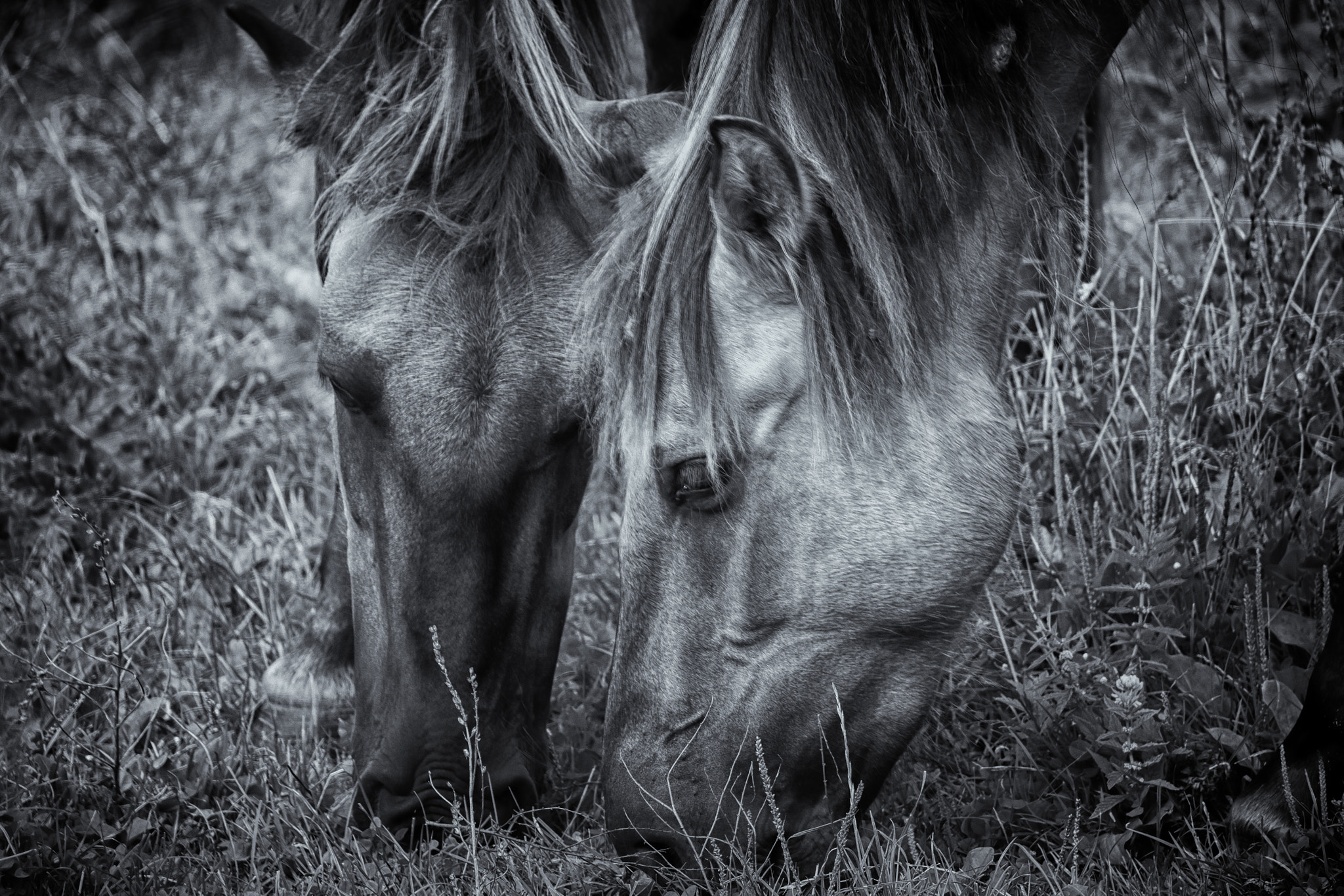 Fujifilm X-Pro2 + Fujifilm XC 50-230mm F4.5-6.7 OIS sample photo. Konik photography