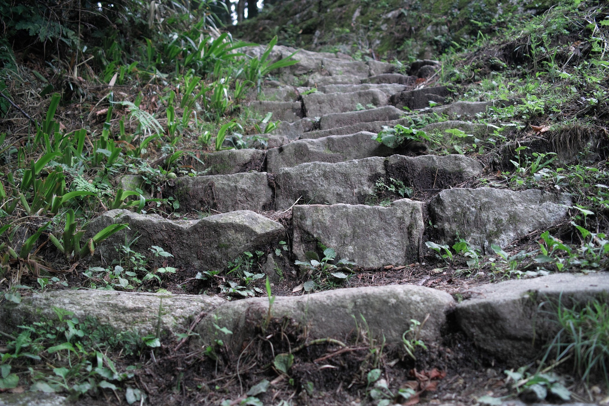 Sigma DP2x sample photo. Stone steps and green photography