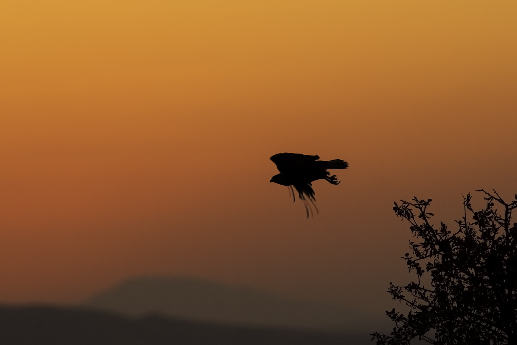 Canon EF 300mm F2.8L IS USM sample photo. Into the dark photography