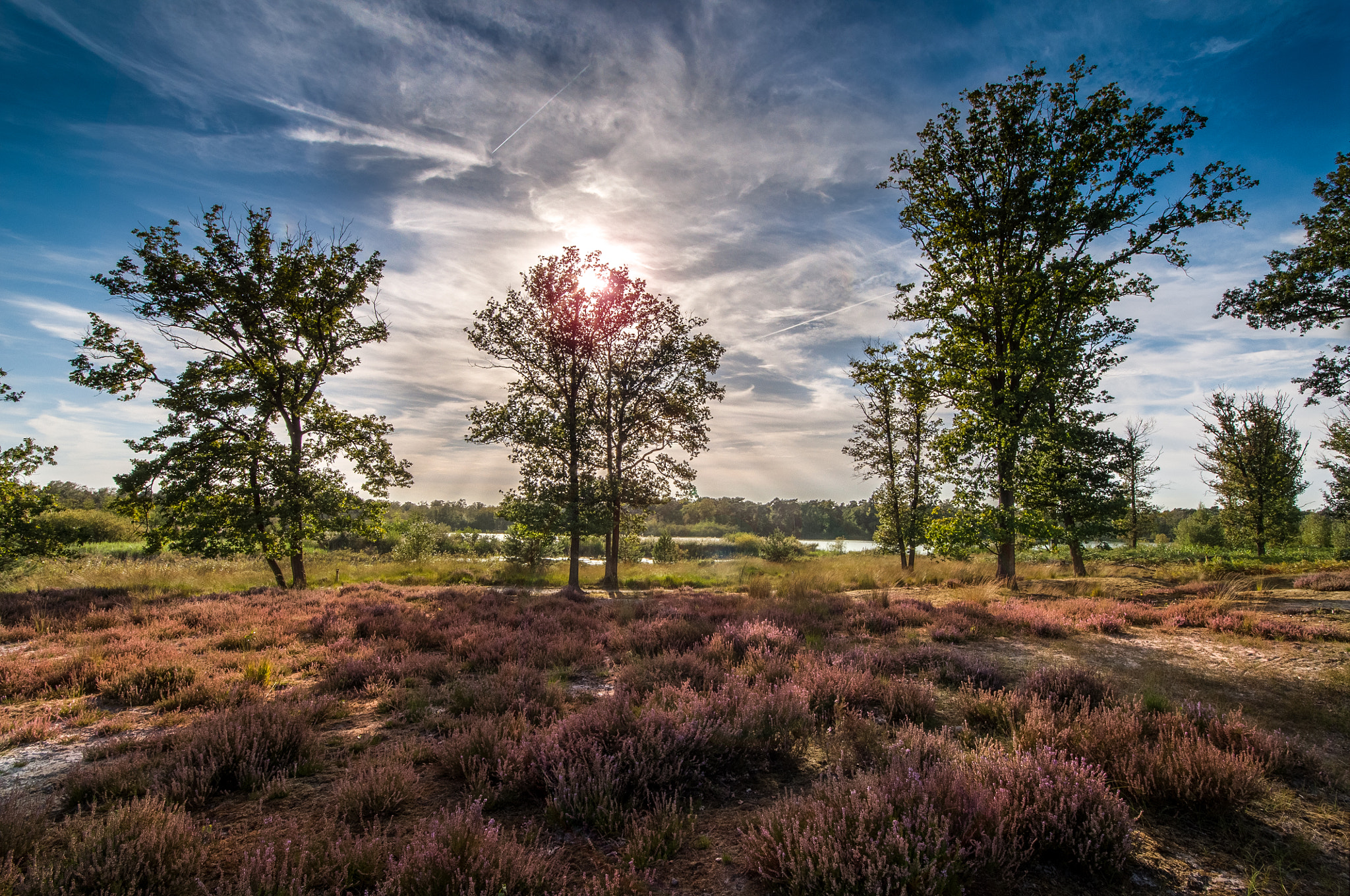 Nikon D5000 + Samyang 14mm F2.8 ED AS IF UMC sample photo. Shadfows om heather in holland photography