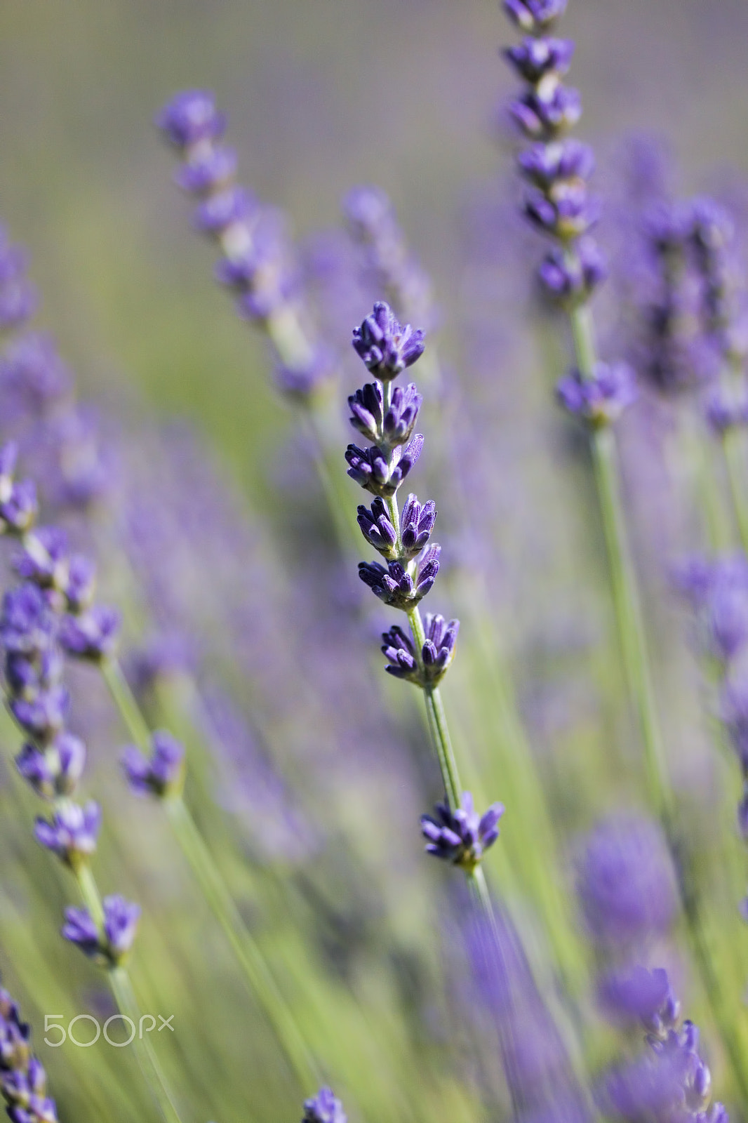 Canon EF-S 60mm F2.8 Macro USM sample photo. Lavender flower photography