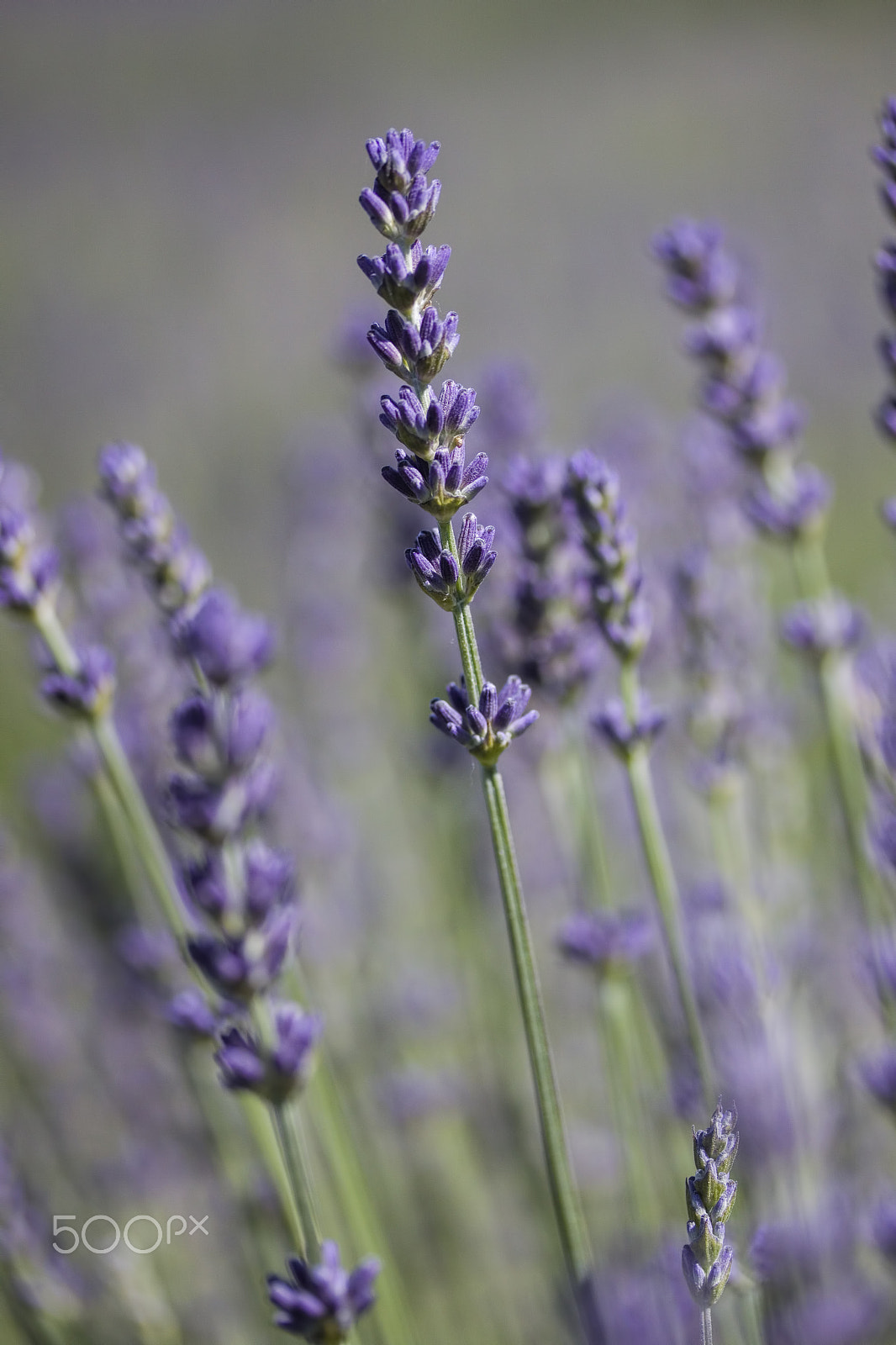 Canon EF-S 60mm F2.8 Macro USM sample photo. Lavender flowers photography