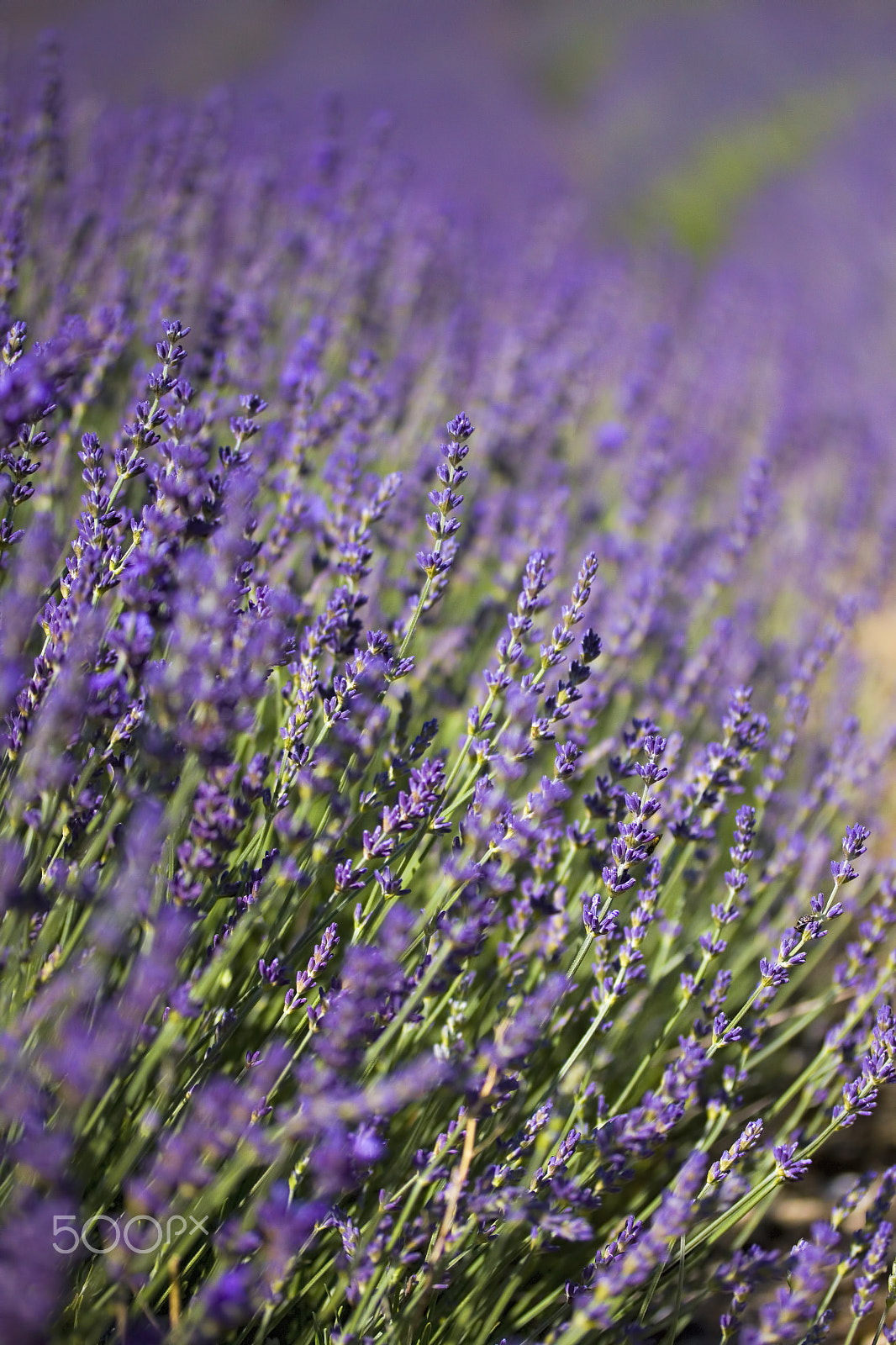 Canon EOS 50D sample photo. Lordington lavender photography