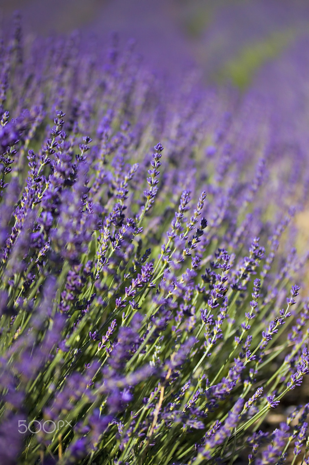 Canon EF-S 60mm F2.8 Macro USM sample photo. Lordington lavender photography